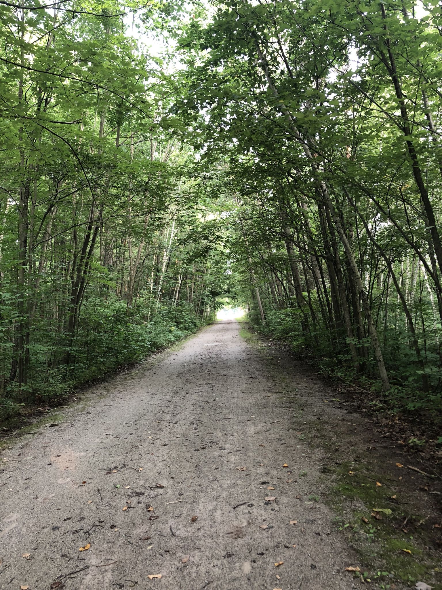 A dirt path leads through a tunnel of lush green forest trees. - Mill Creek Trestle Bridge loop from Sharon Rose Leonatti Memorial Plant Preserve