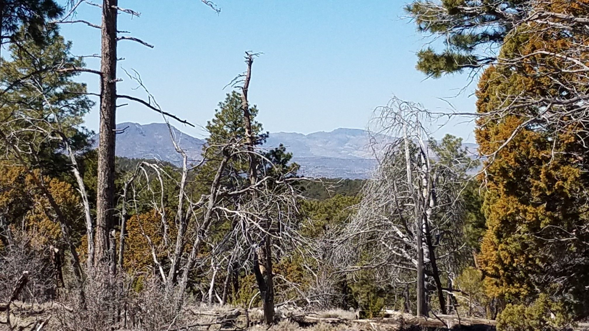 Forest with many dead trees and distant mountains under a bright sky. - Oaks And Willows Trail