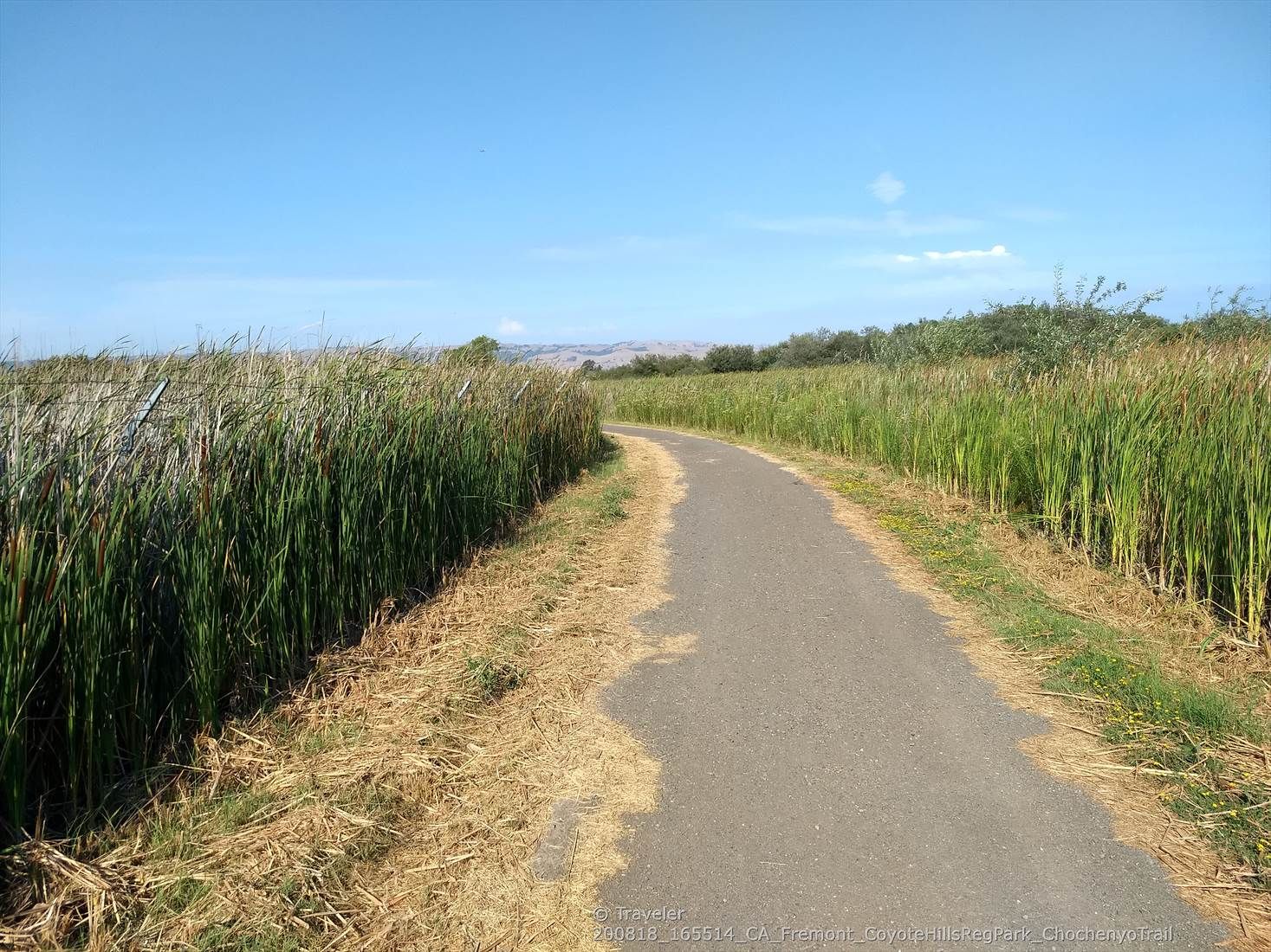 Paved path winding through tall green reeds under a clear blue sky. - Alameda Creek Trail – Bayview Trail Observation Deck loop from Union City