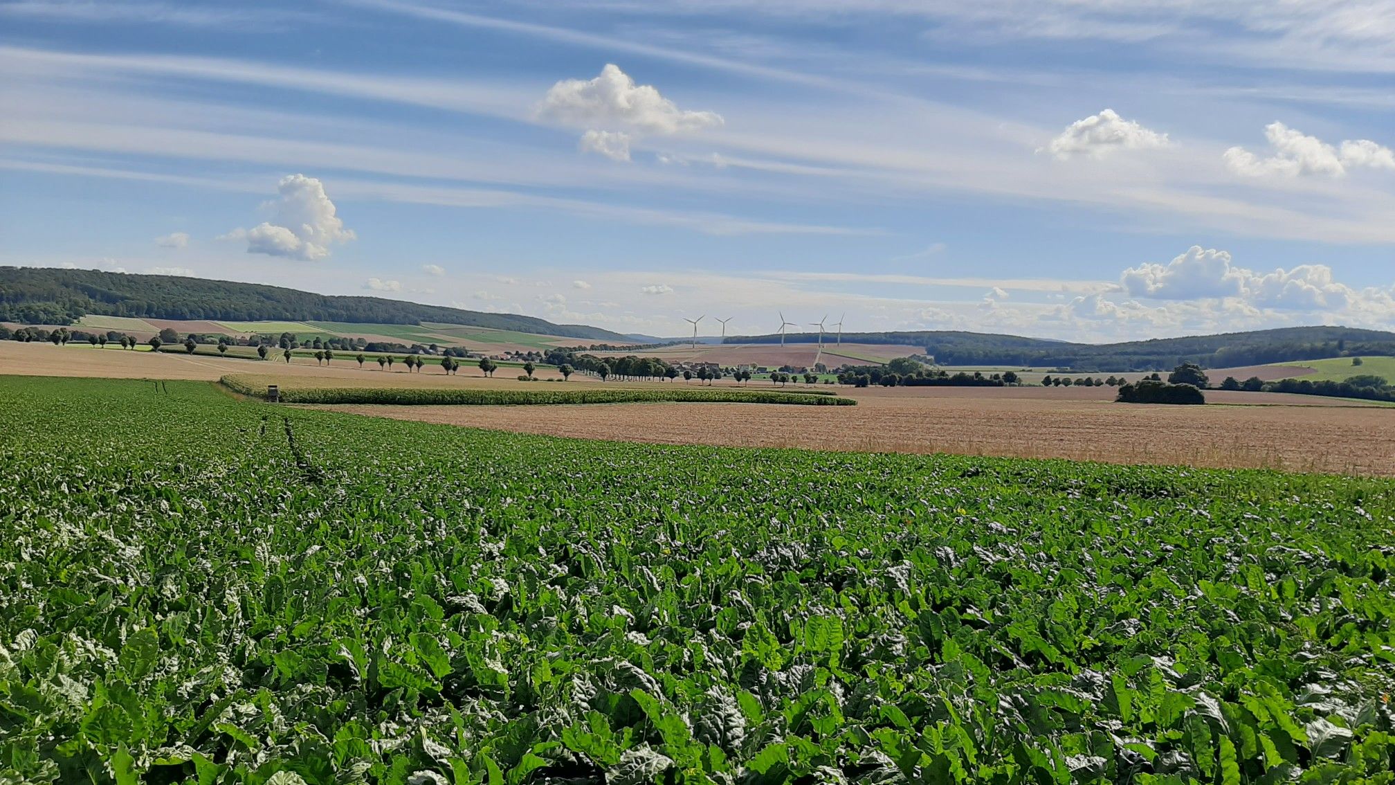 Zwischen Wöllersheim und Lamspringe: Blick Richtung Harz