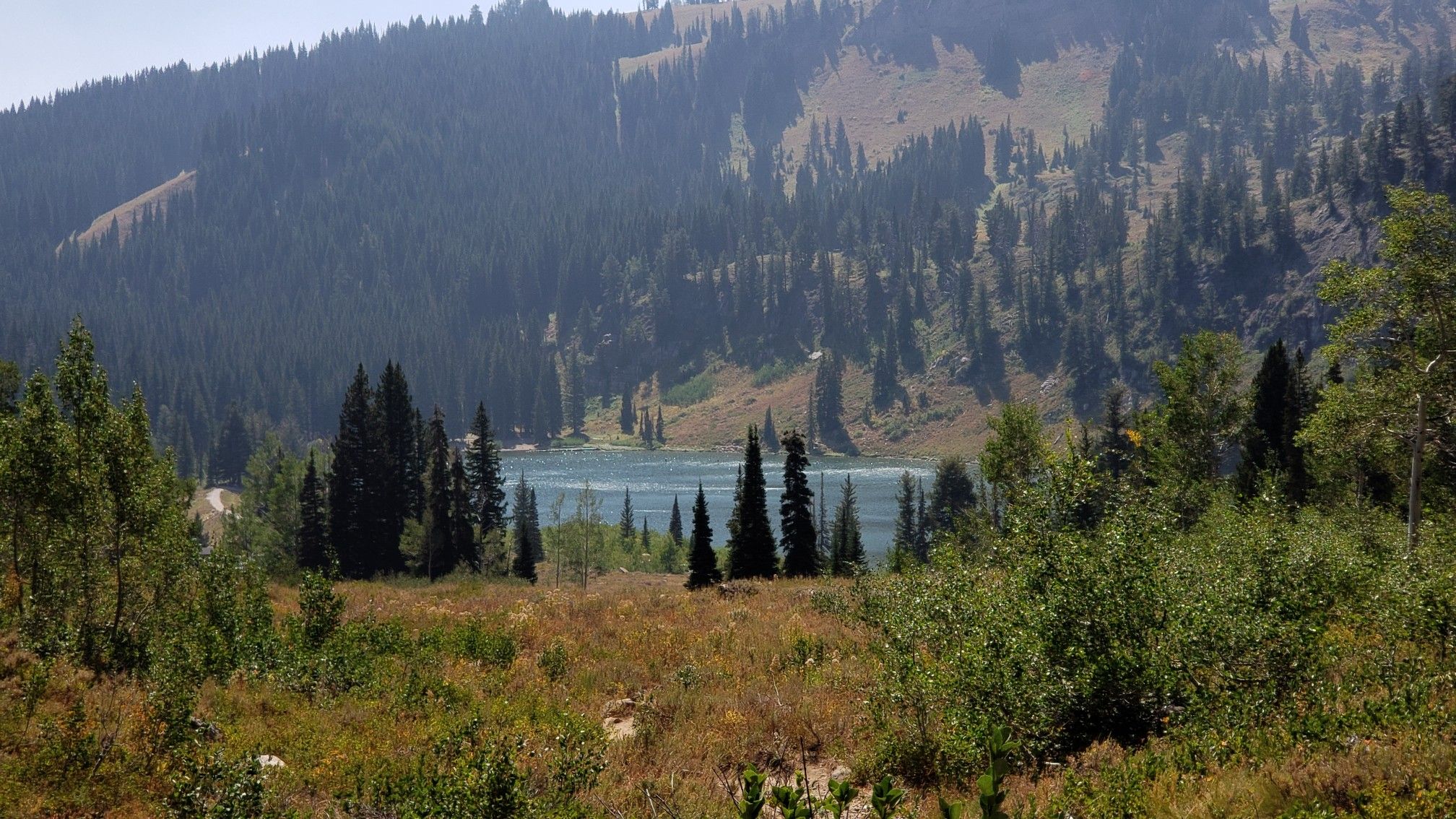 Serene mountain lake nestled among dense pine forests under bright daylight. - Naomi Peak Trail