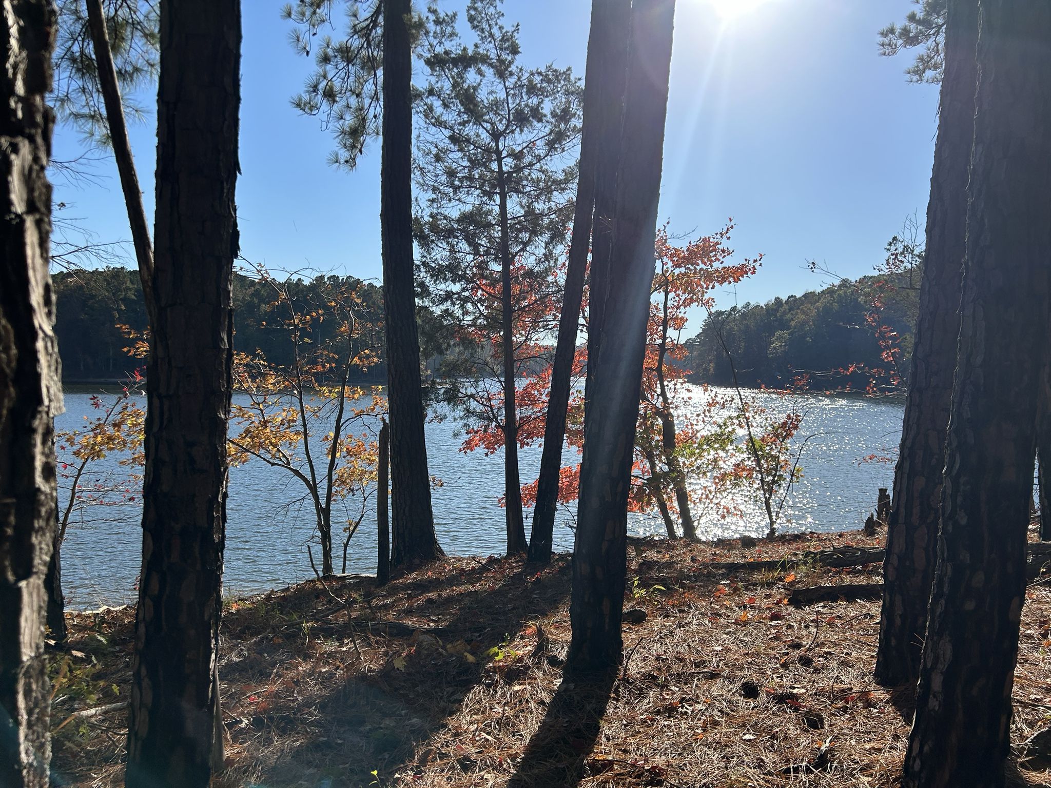 Sunlight glares over a sparkling lake through tall trees. - Shinleaf Trail