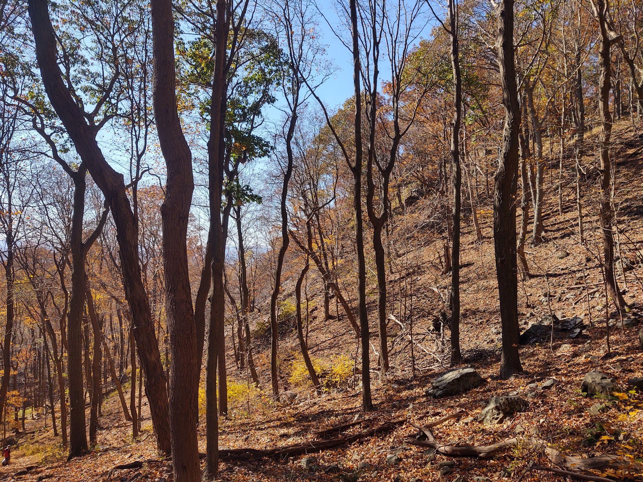 Autumn forest on a hillside with bare and leafy trees, covered in fallen leaves. - Merimere Reservoir Loop via Metacomet Trail