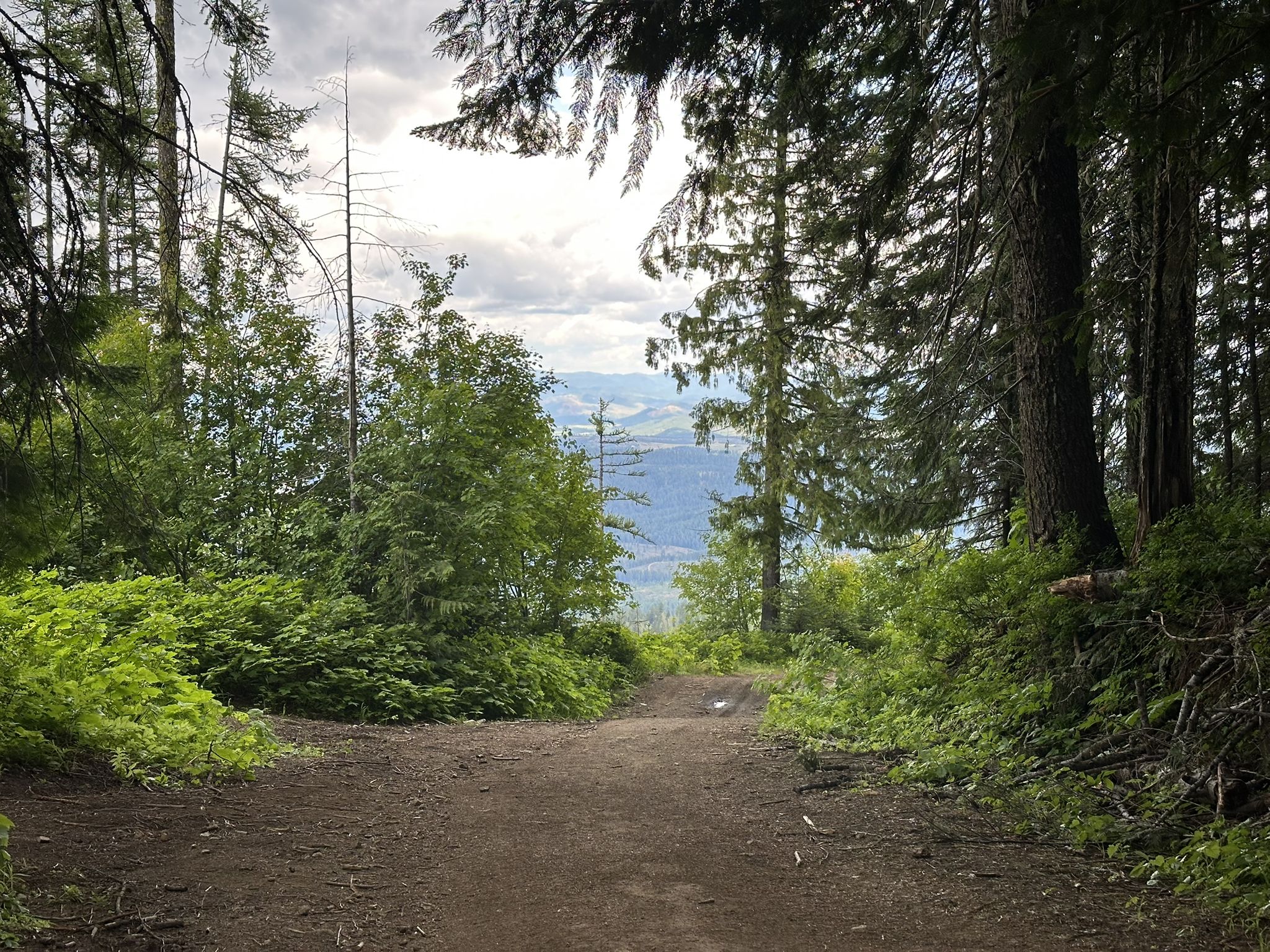 A dirt path splits in a lush forest, overlooking distant hills under cloudy skies. - East Moscow Mountain