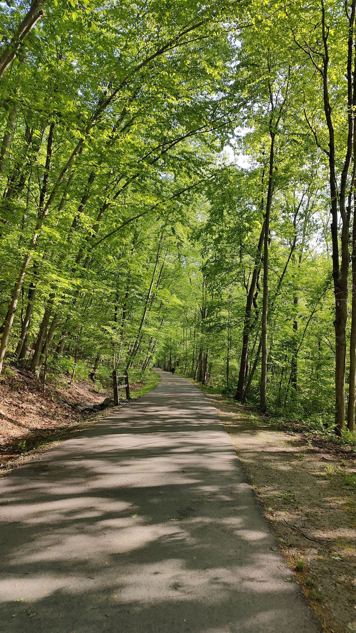 A paved path winding through a dense, sunlit green forest. - Titicus Reservoir South Side – Cross River Reservoir loop from Port Chester