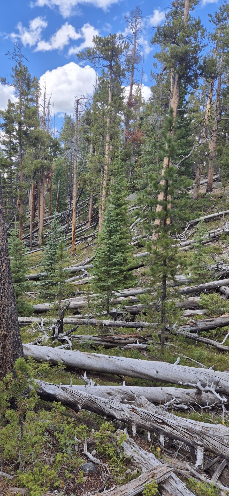 Forest floor covered in fallen logs and green trees under a partly cloudy sky. - Sherd Lake Trail