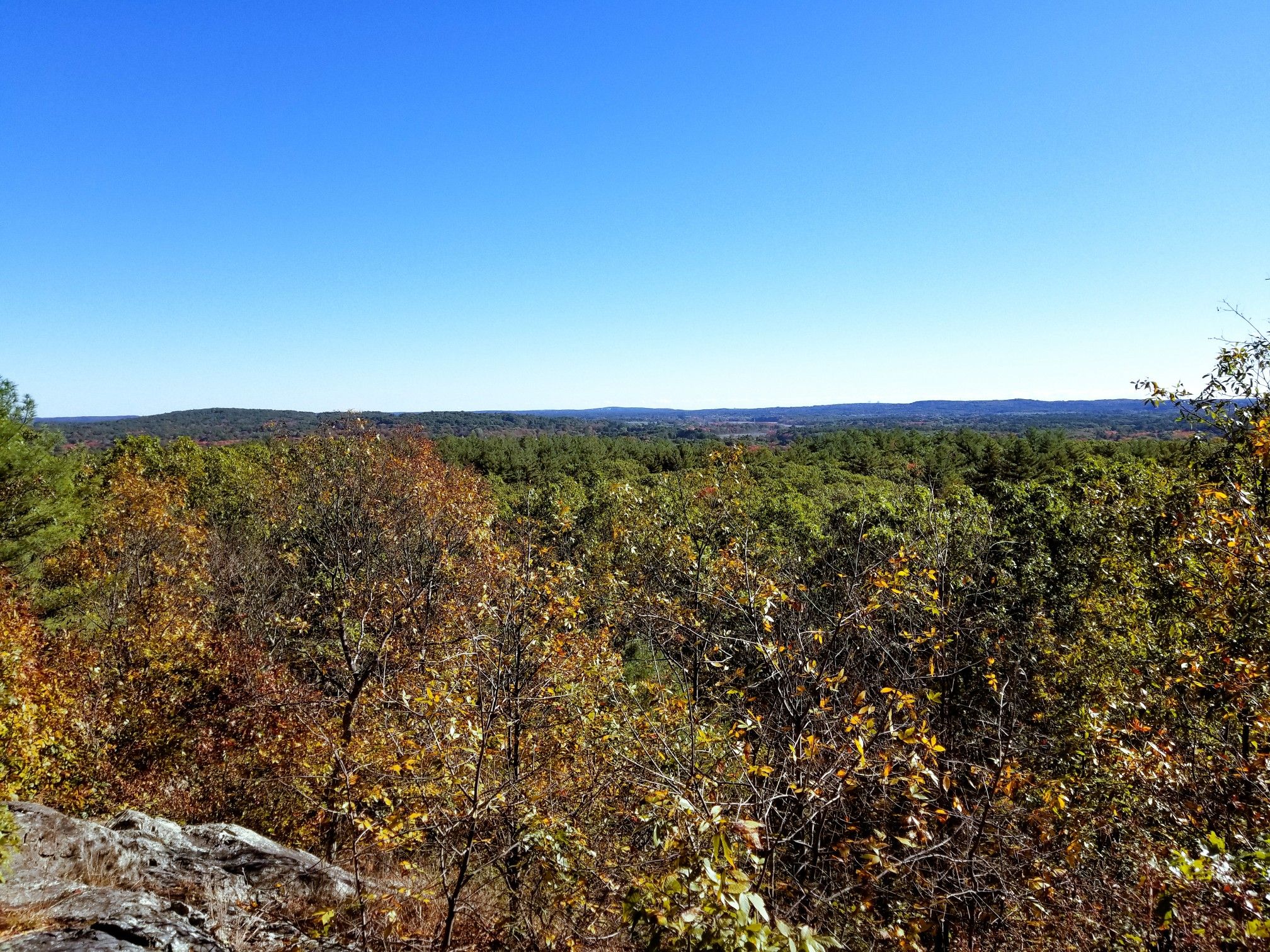 Expansive forest canopy under a clear blue sky on a sunny day. - Bay Circuit Trail