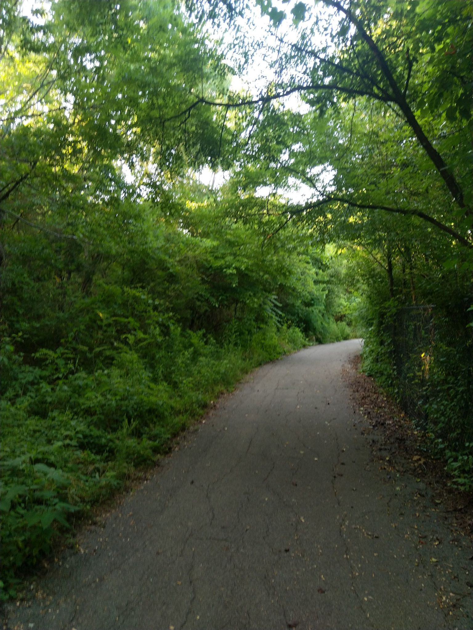 Shaded paved path curves through a vibrant green, sunlit forest. - Ten Mile Creek Greenway