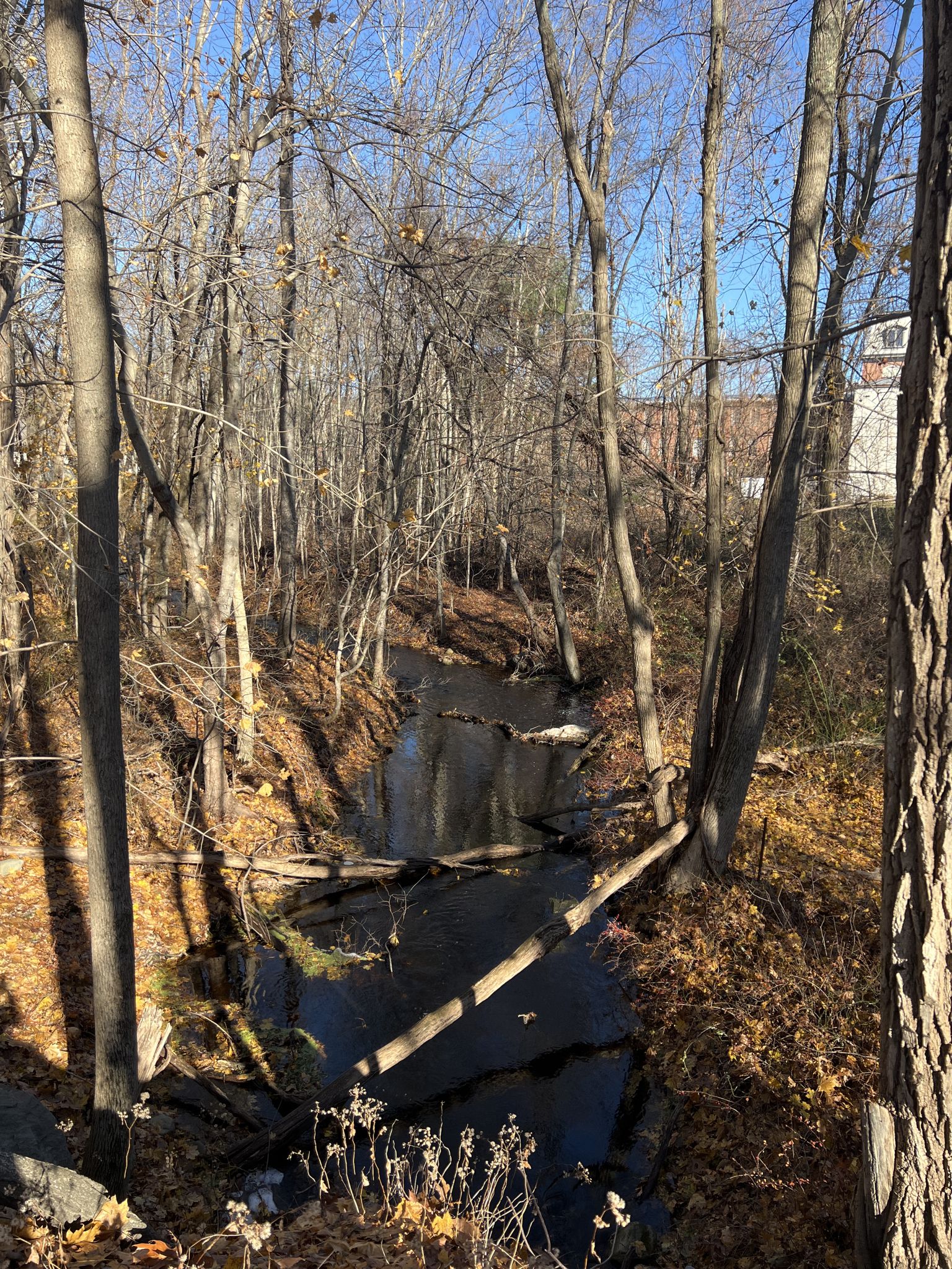 Narrow stream flowing through a bare forest with fallen logs. - Belleville Pond – Ryan Park Trails loop from North Kingstown