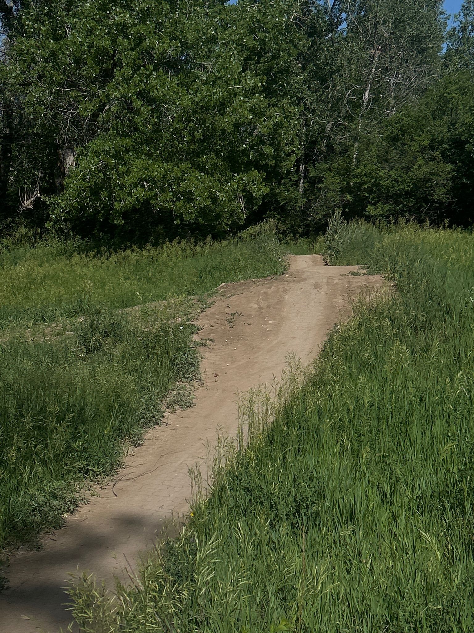 A dirt ramp on a path surrounded by tall green grass and trees. - High Line Canal Trail: Segment 8 - South Broadway Connection