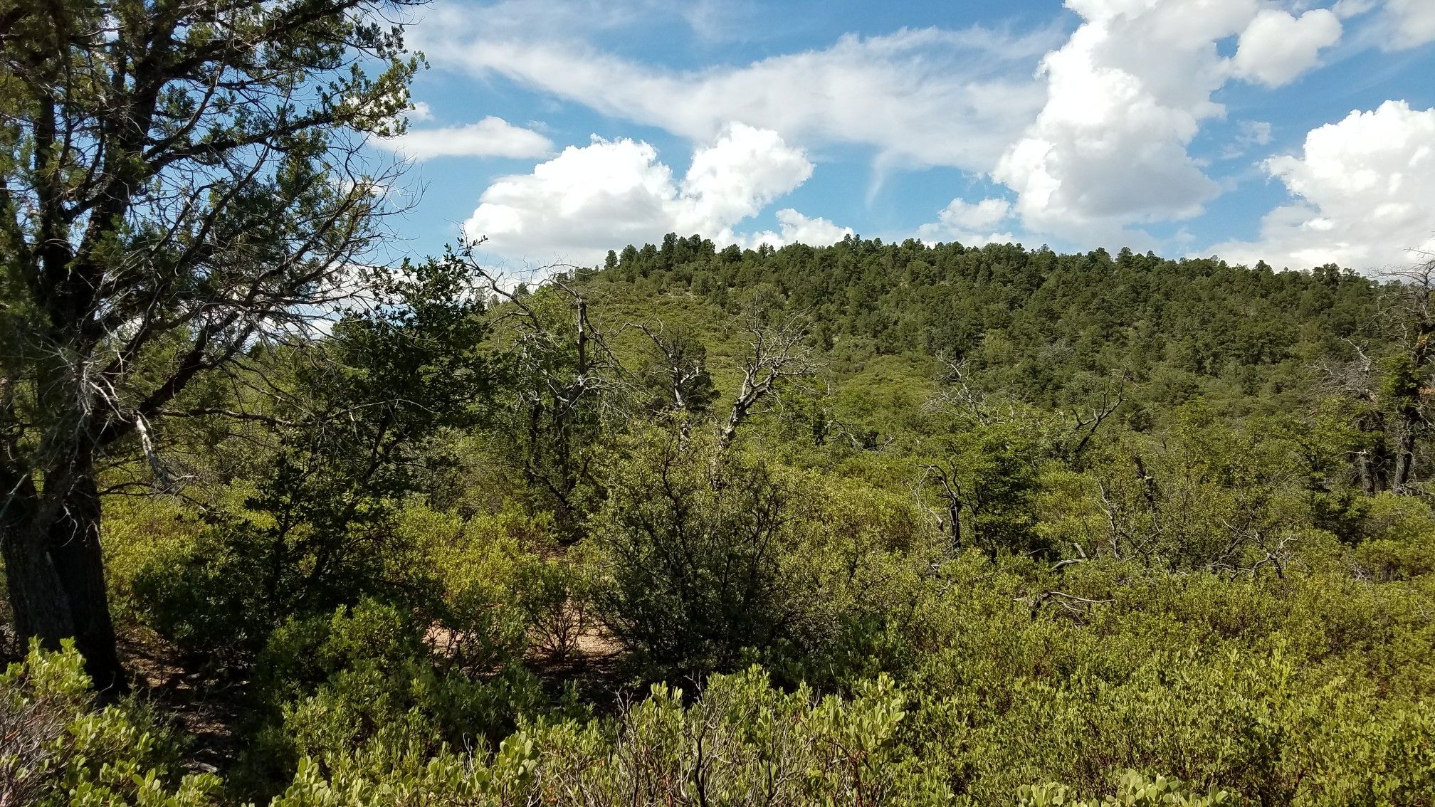 Dense green forest covers a sunny hillside under a bright blue sky. - Apache Creek Loop