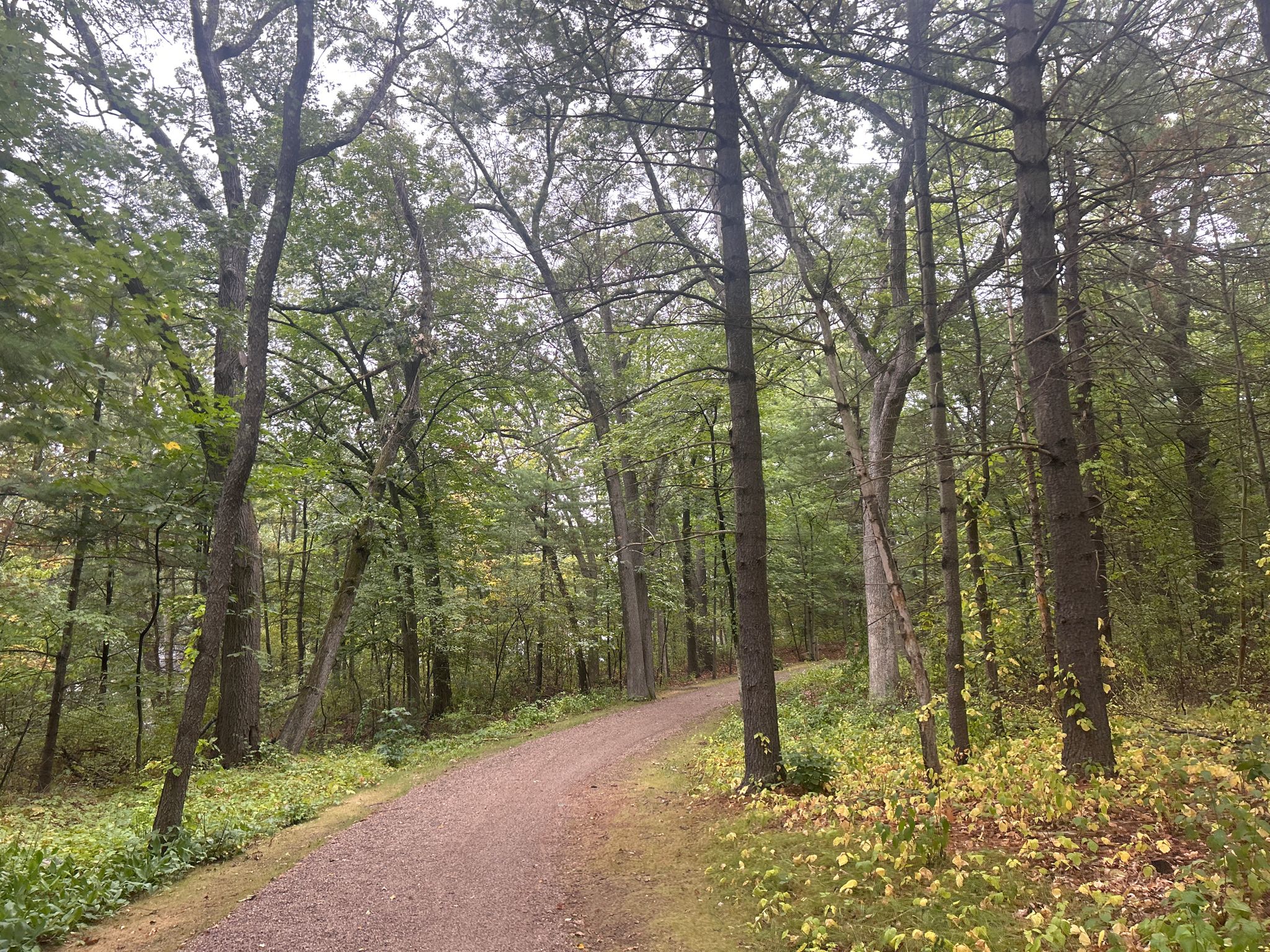 A winding dirt path through a dense, green forest on an overcast day. - Battle Road Trail – Battle Road Trail loop from MIT Lincoln Laboratory