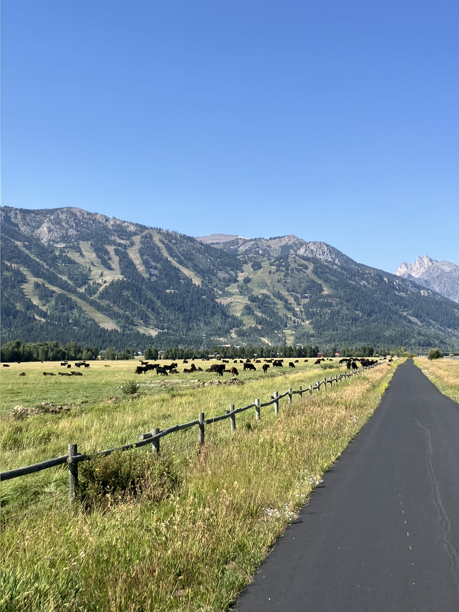 Paved road beside a fence, green field with cattle, and sunny mountains. - View of Snake River loop from Teton Village