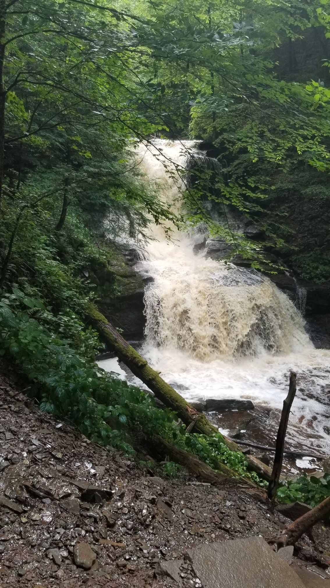Powerful, muddy waterfall crashing over rocks with fallen logs nearby. - Delaware Falls – Beautiful break place loop from Ricketts Glen State Park