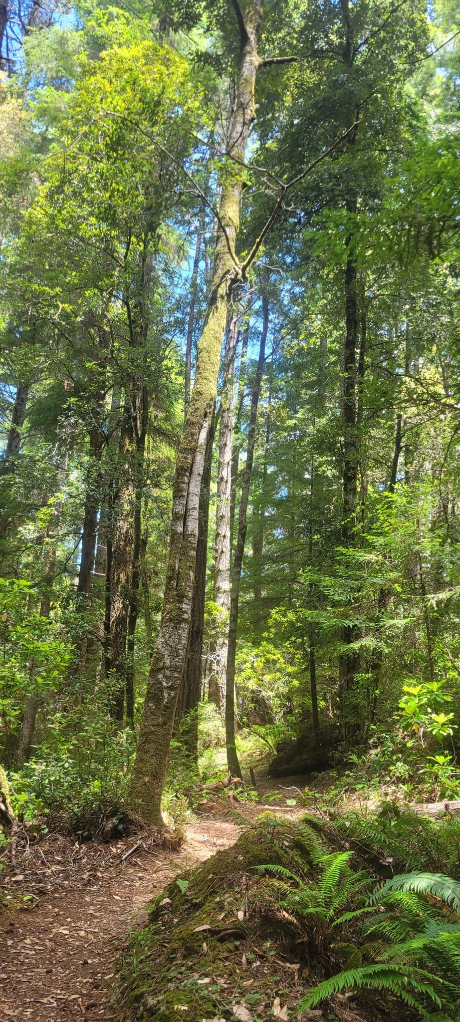 Sunlit forest path winding through tall trees and lush green undergrowth. - Fern Canyon and North Trail Loop