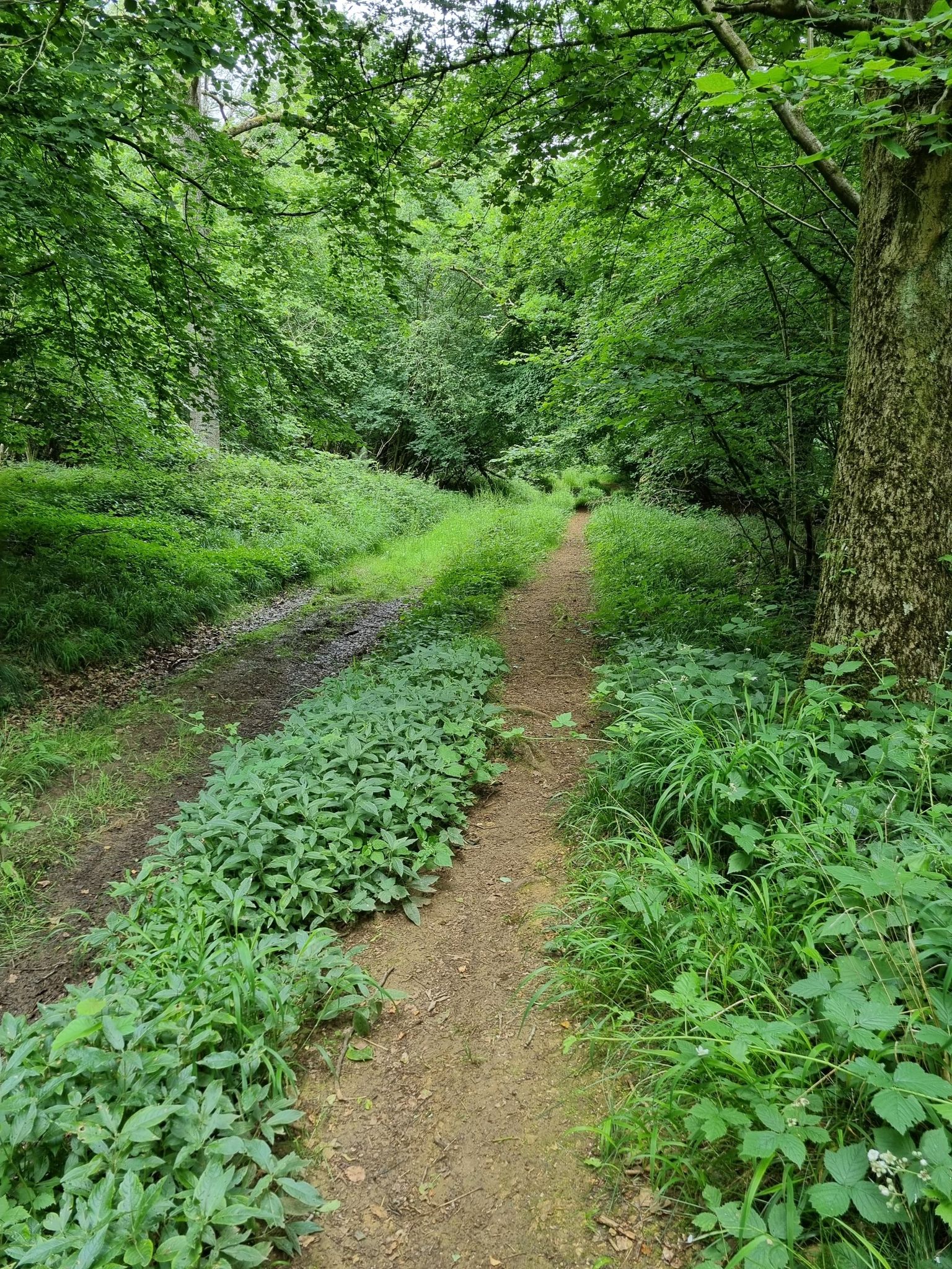 beautiful wooded walk, a few brambles to watch for but nothing major