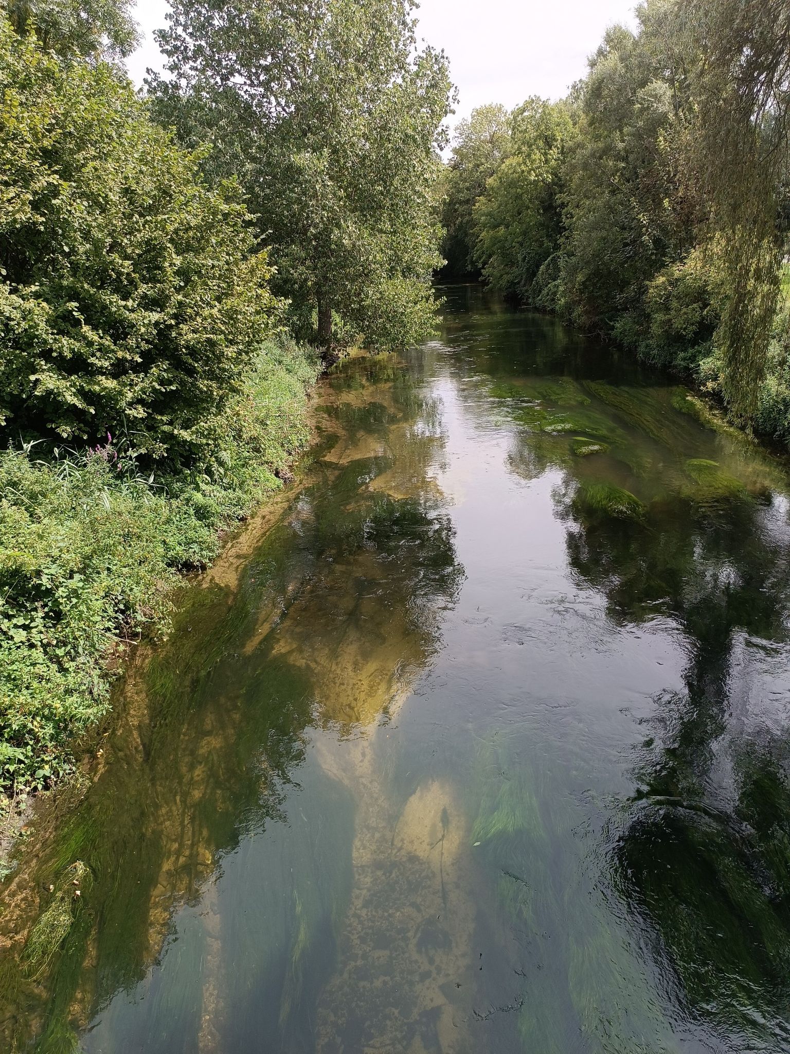 Vesle de muizon
