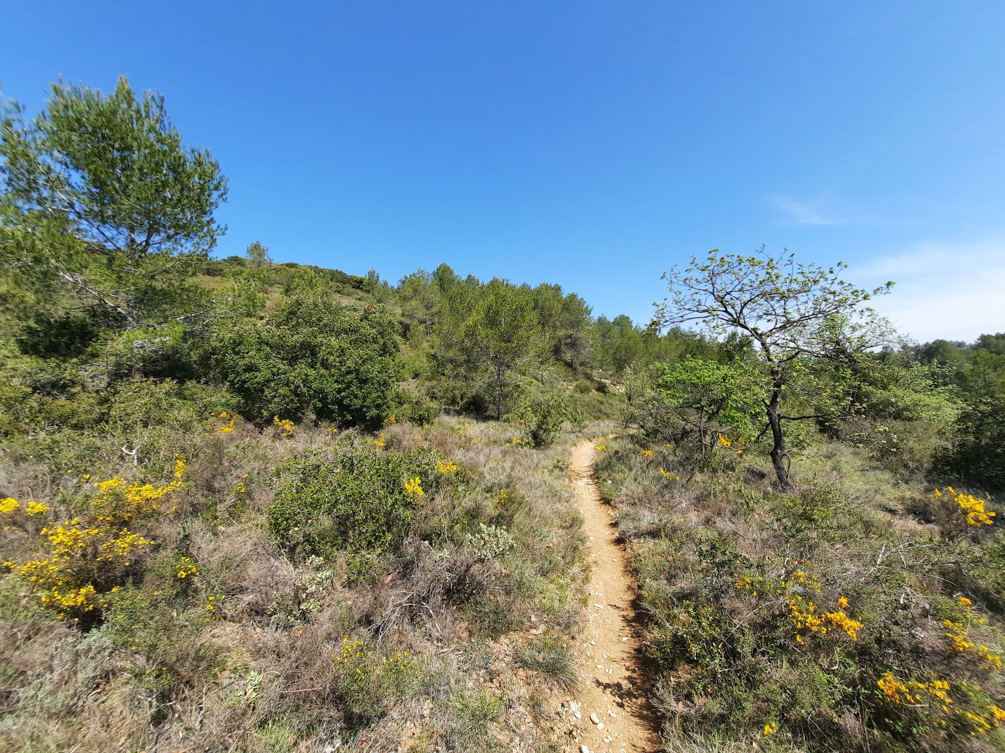 schmaler Weg