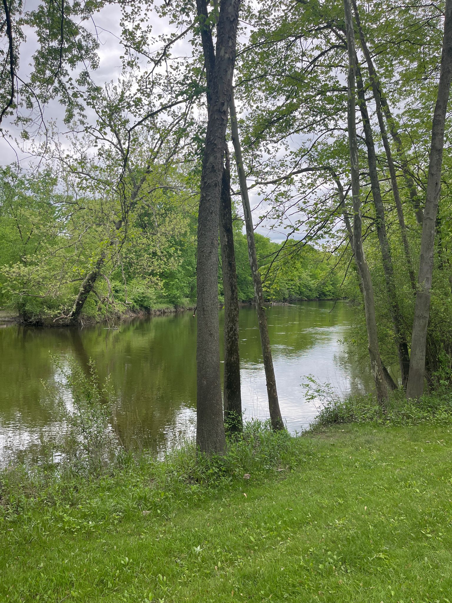 Green grassy bank next to a calm river surrounded by lush trees. - Lower Huron Metro Park Trail – Lower Huron Metropark loop from Wayne County Community College District - Ted Scott Campus