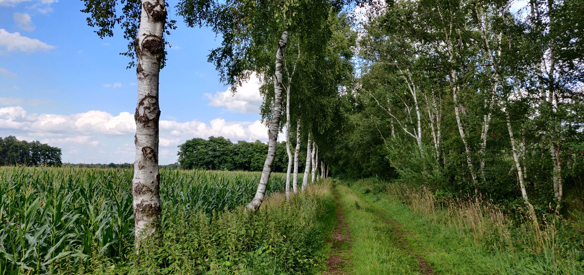 Birkenallee, Birken sind auf vielen Worpsweder Gemälden zu sehen.