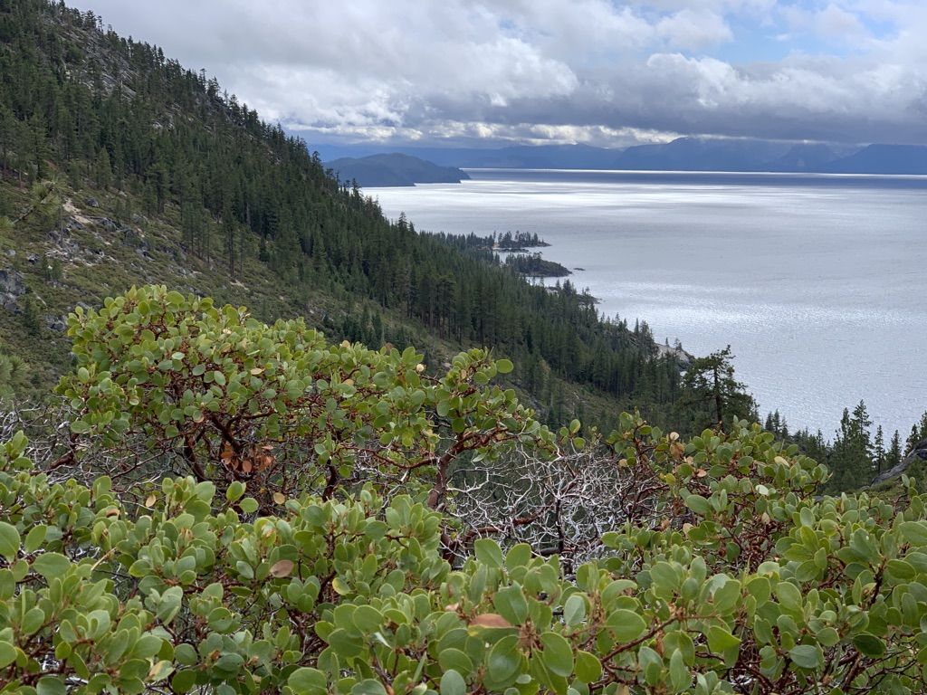 Lush green shrubs and trees on a hillside overlooking a calm lake under clouds. - Monkey Rock – Tunnel Creek Station Café loop from Incline Village–Crystal Bay