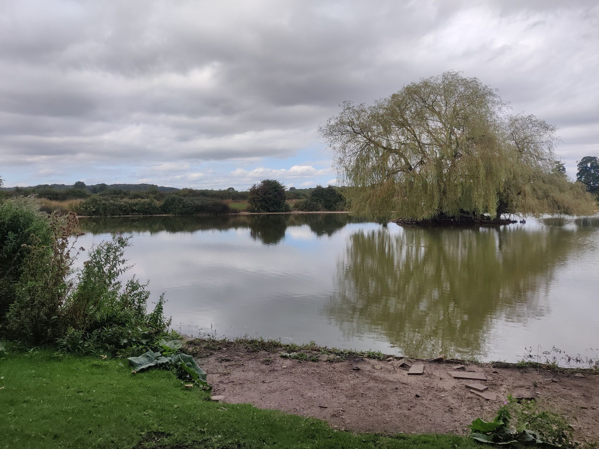 pond tree