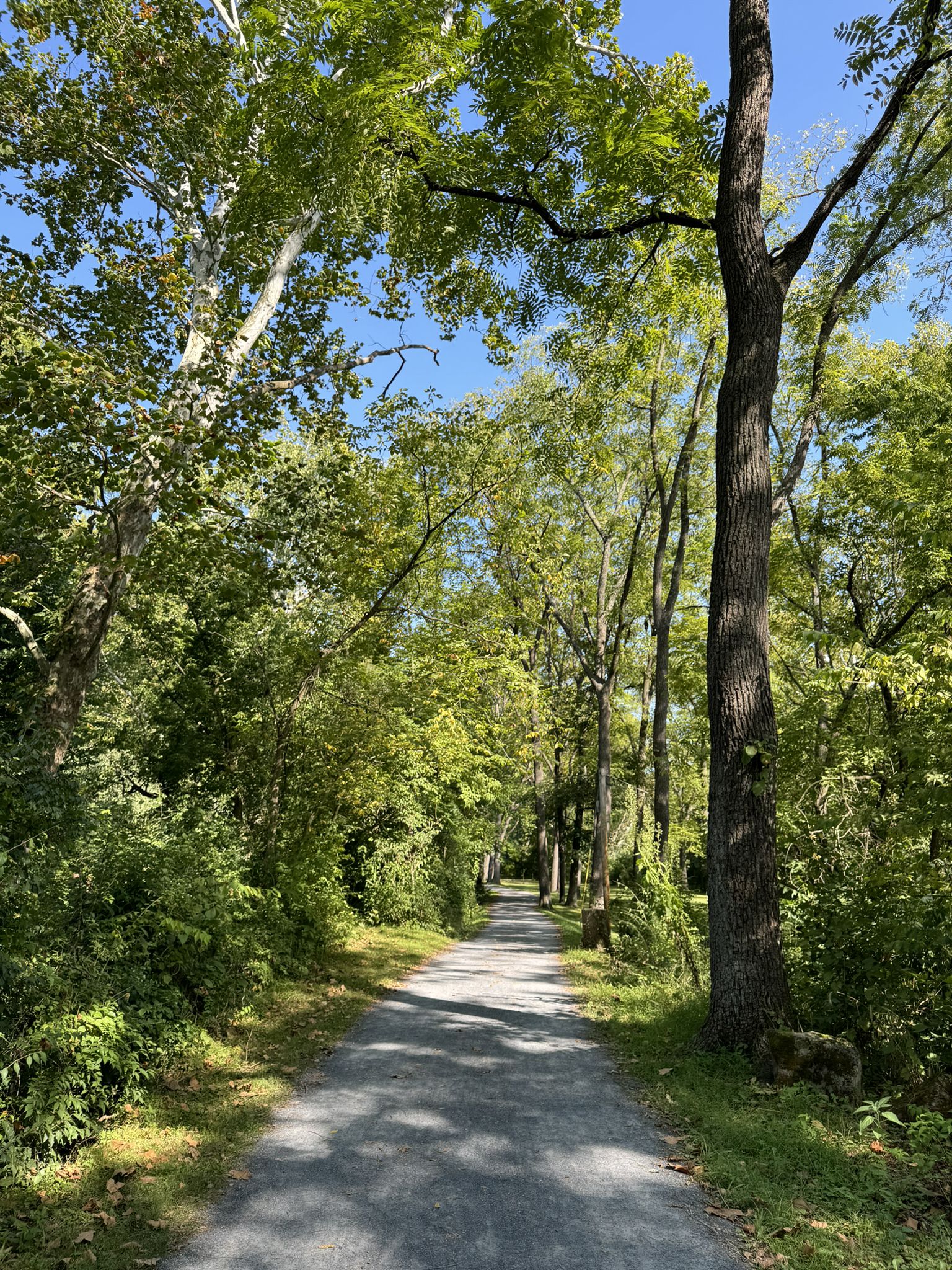Paved path winding through a sunlit forest with tall green trees. - Union Canal Trail Loop