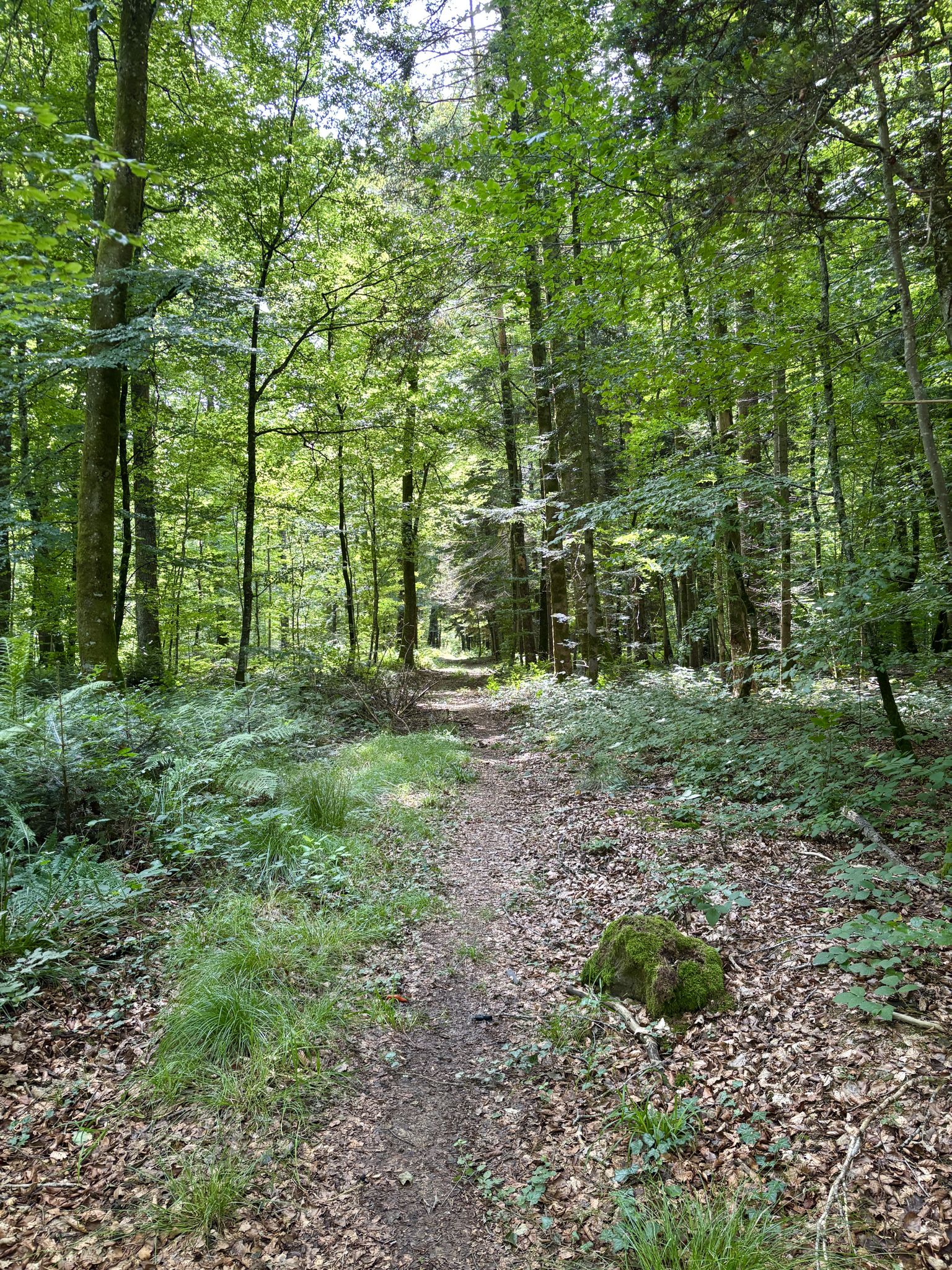 Forêt de Larivière-Arnoncourt