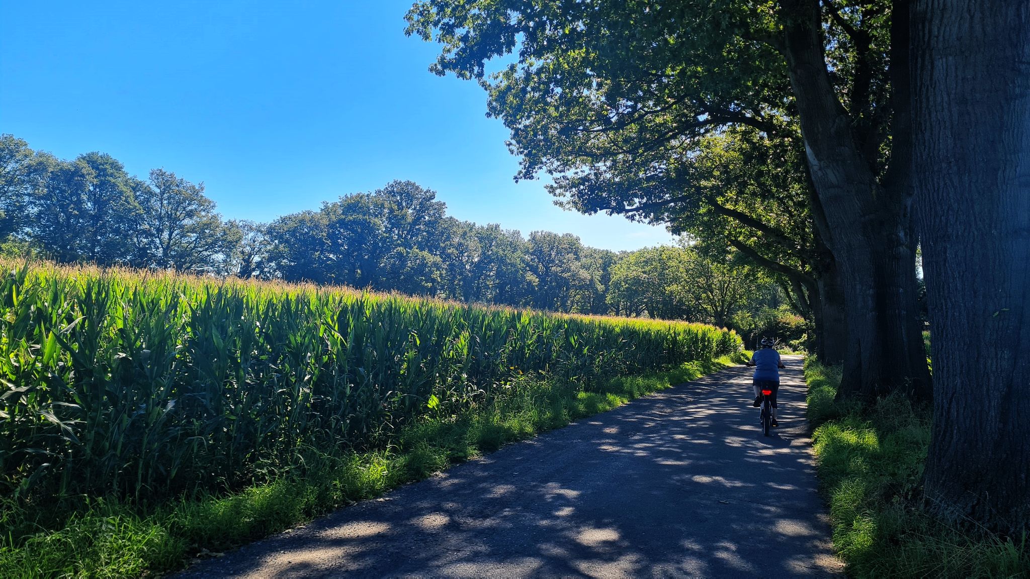 bei Rhede