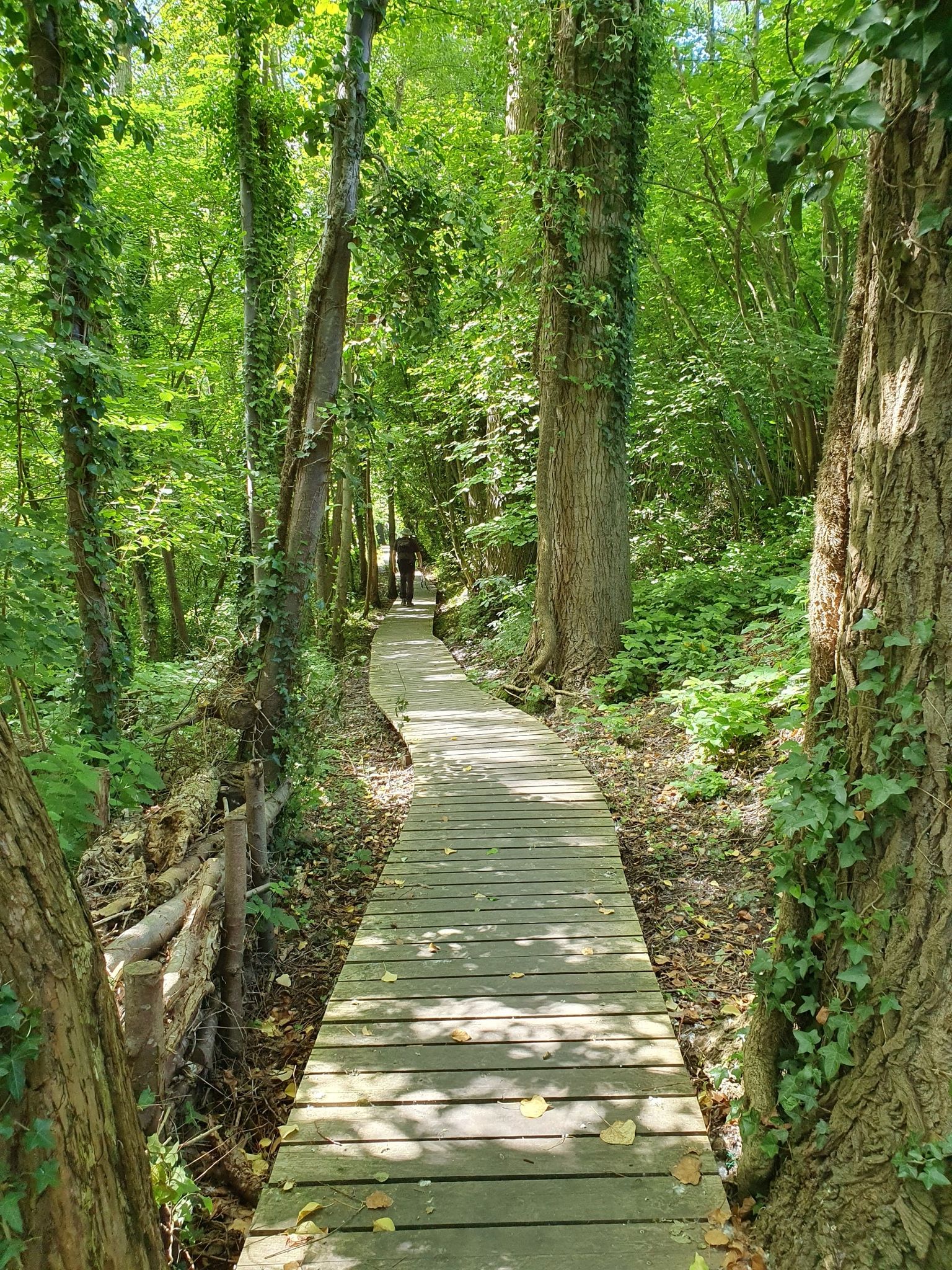 Sentier des chauves-souris dans la forêt de Pelinck.