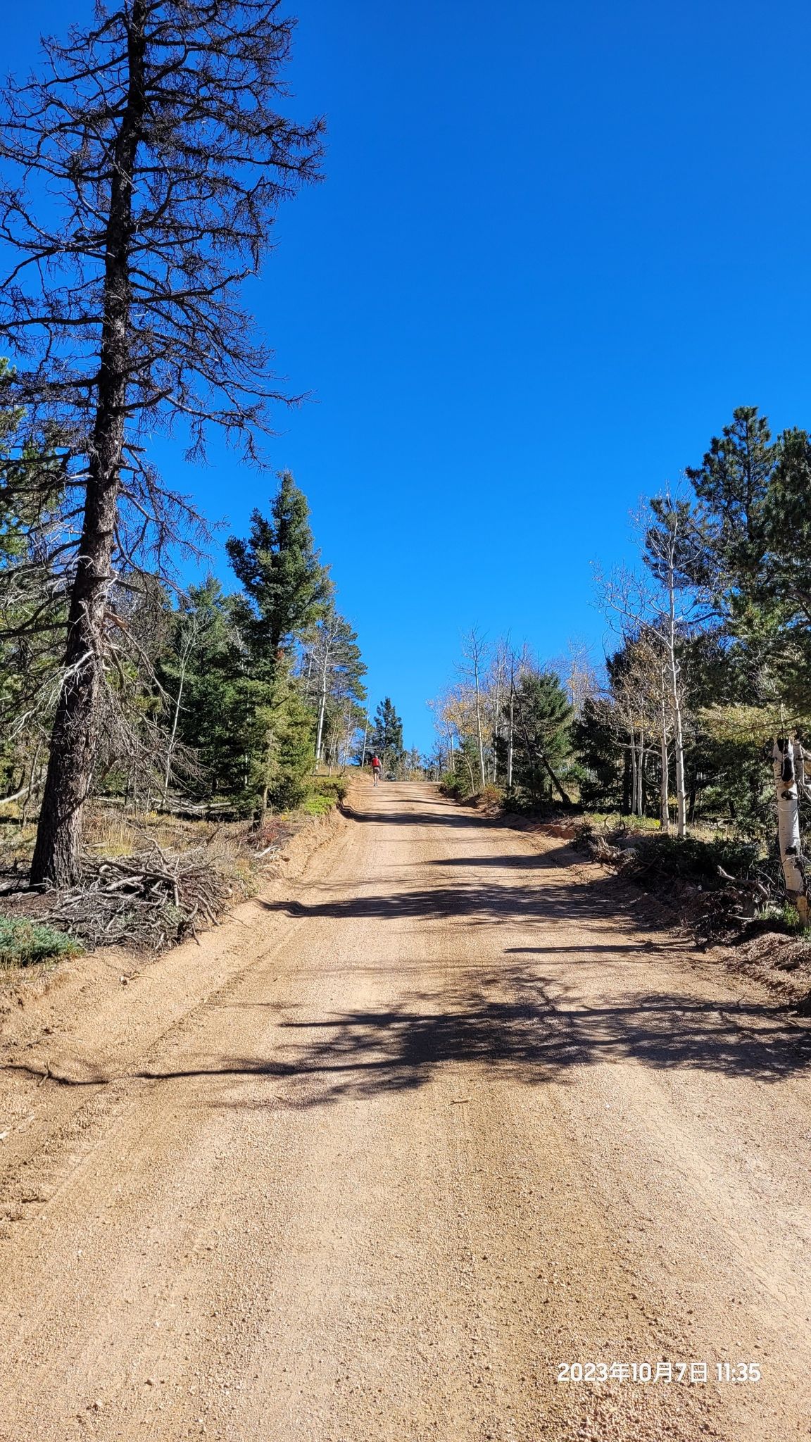 A sunny dirt road winds uphill through a forest under a clear blue sky. - Schubarth OHV Trail