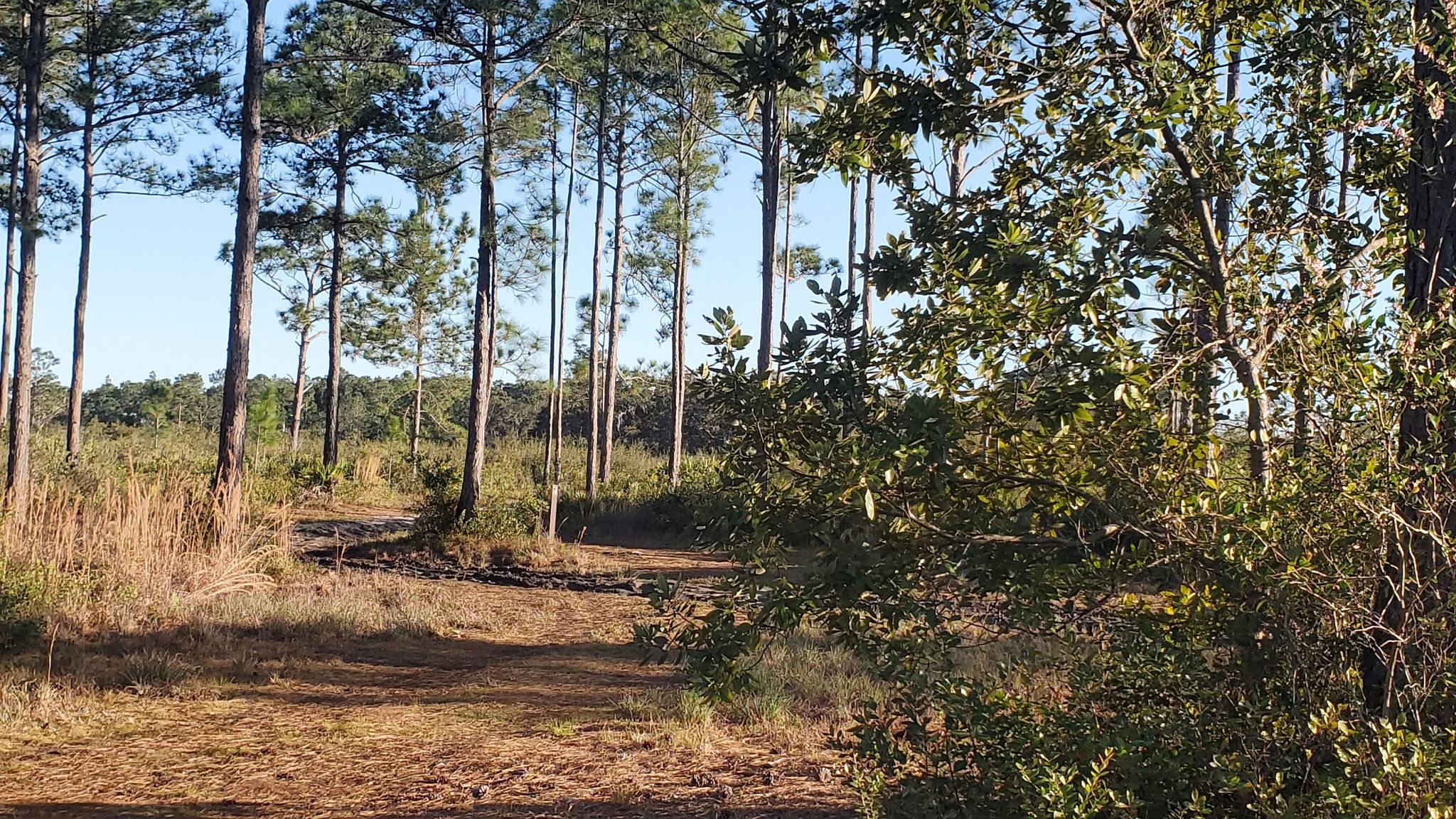 Sunny forest path with tall pine trees and green undergrowth. - Split Oak Center Trail