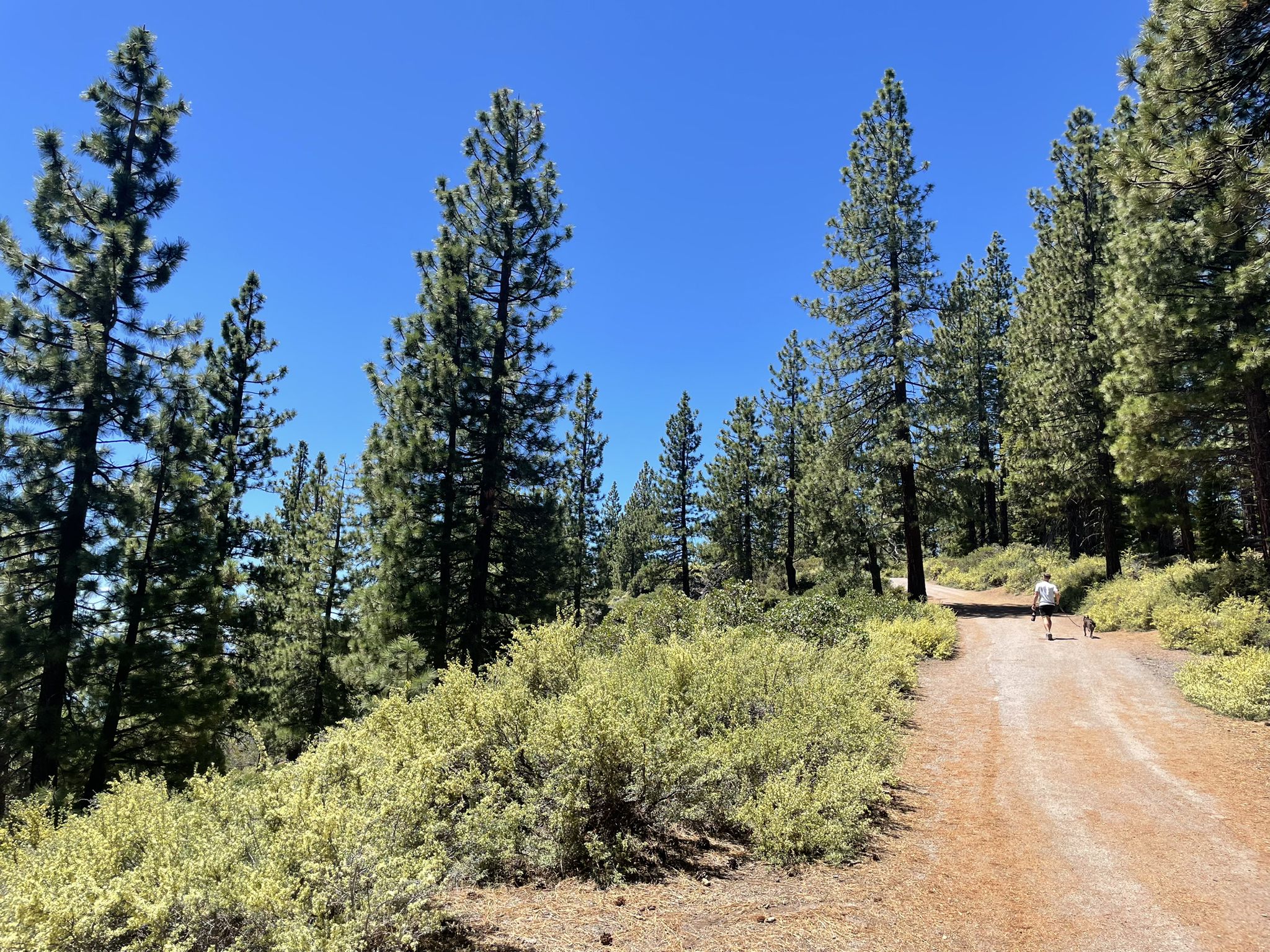 A person walks on a sunny dirt path through a pine forest. - Kings Beach to Stateline Fire Lookout loop