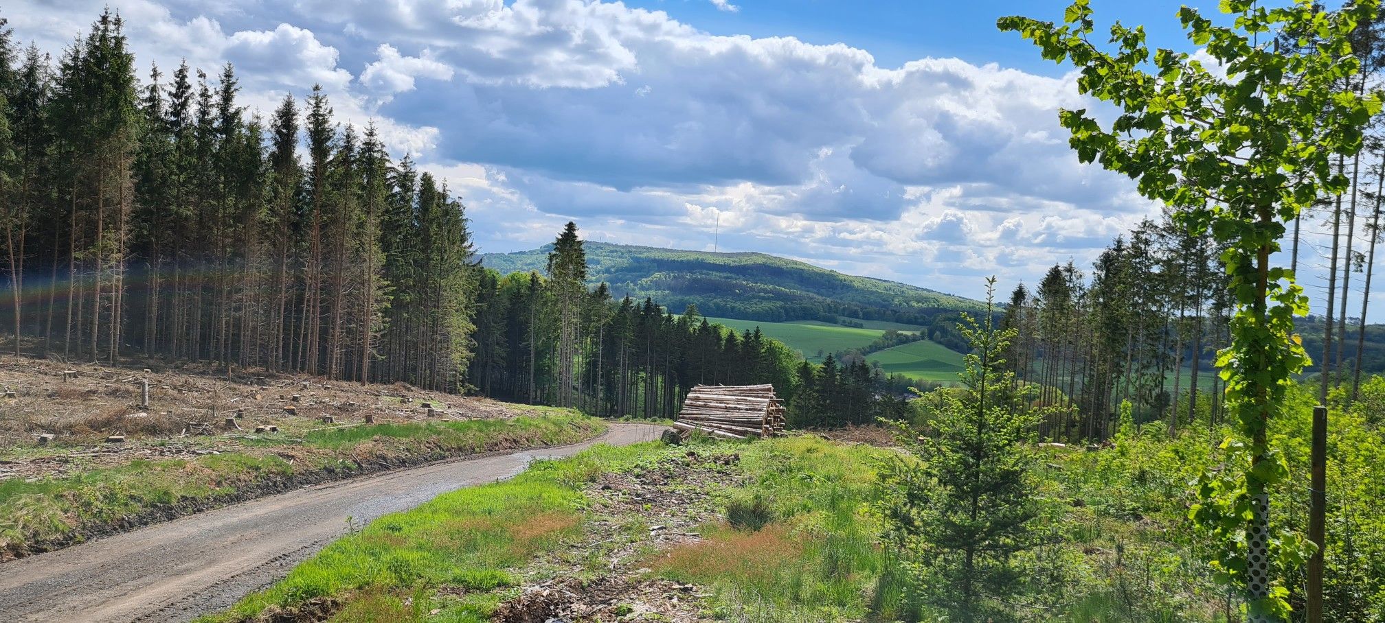 Ausblick von der IbraKuppe auf den Rimberg