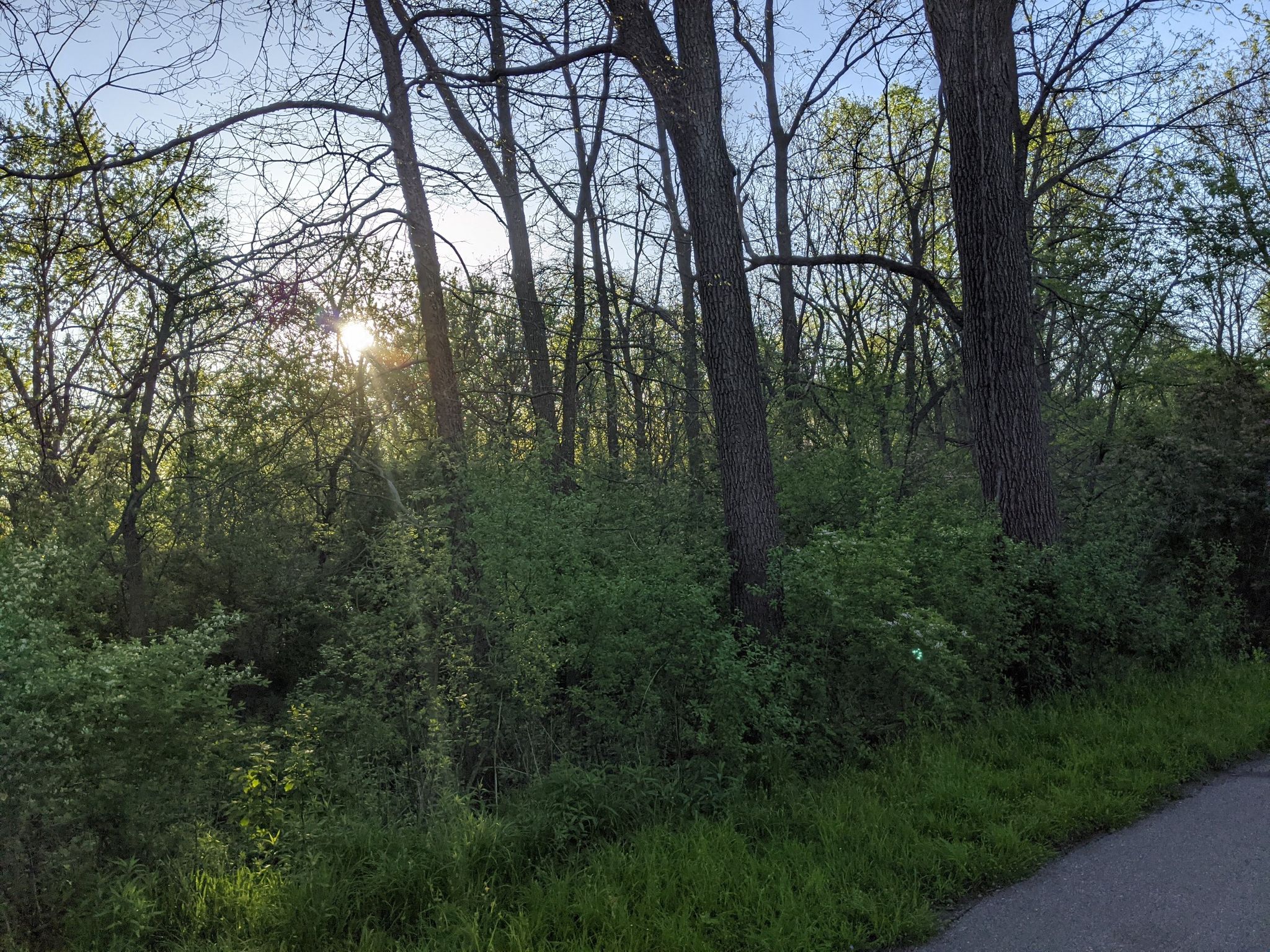 Bright sunlight peeking through dense green trees and bushes next to a path. - Bamber Lake – Zumbro River Trail loop from Autumn Ridge Park