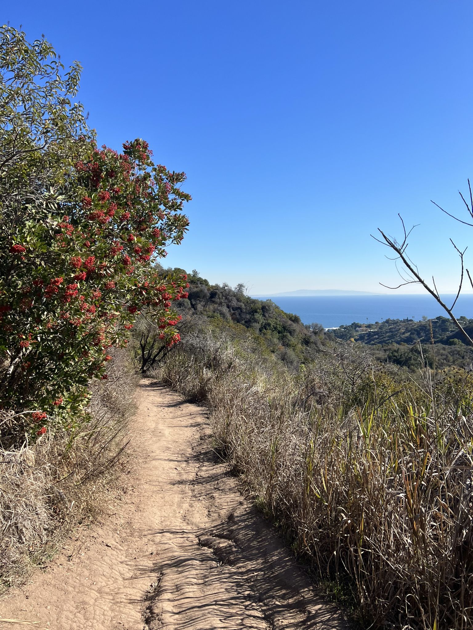 A narrow dirt trail winds past a berry tree, with the ocean in the distance. - Los Leones Trail