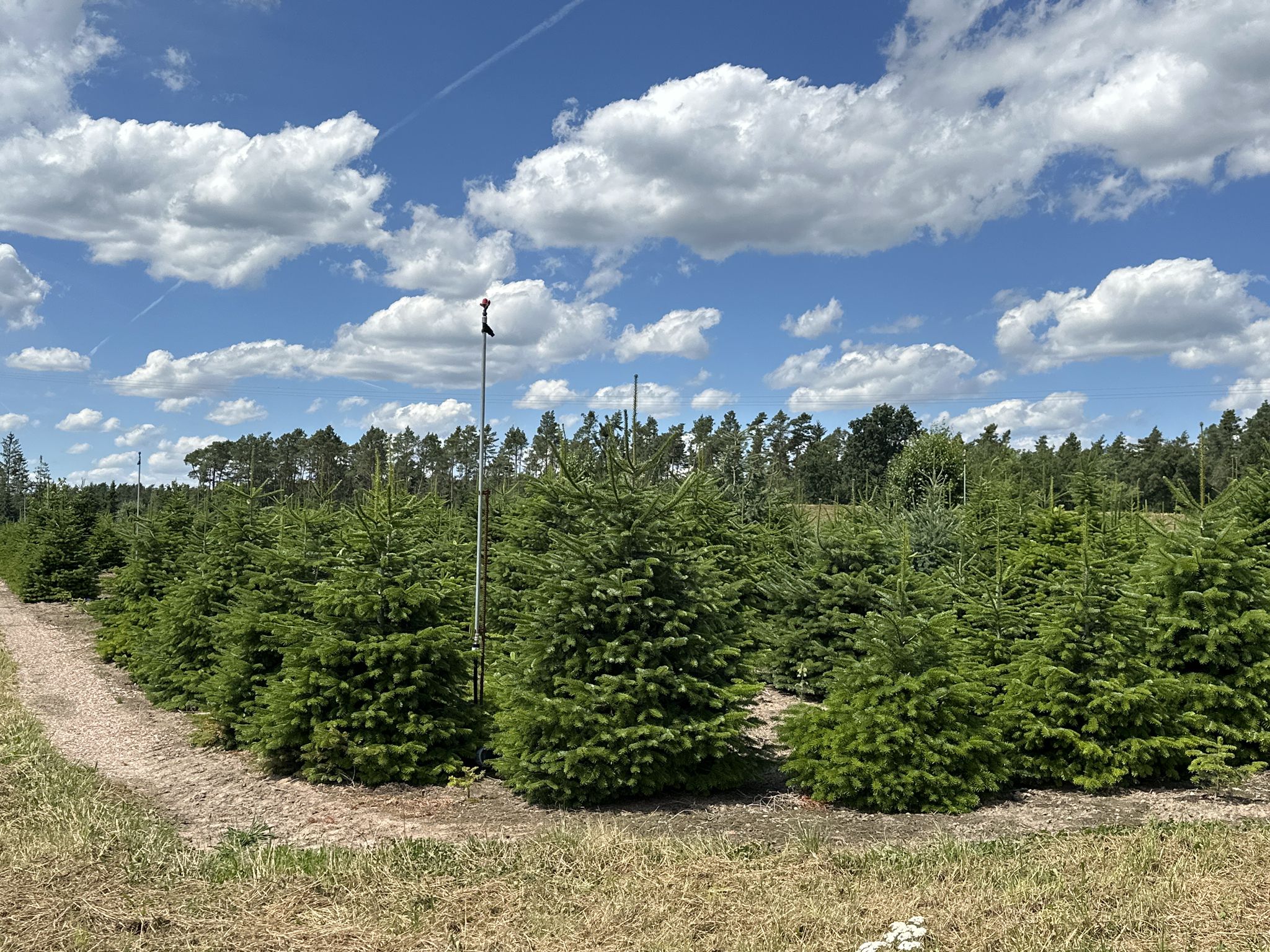 Christbaumplantage
