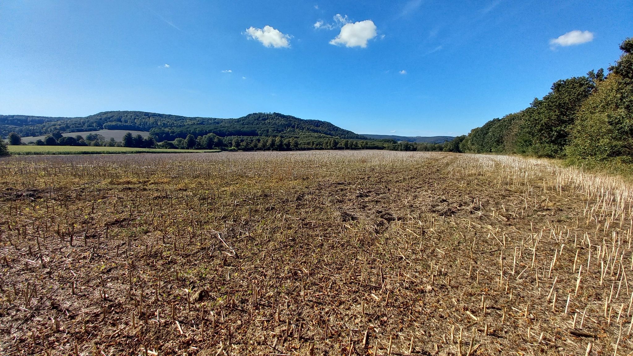 Blick zum Wildberg