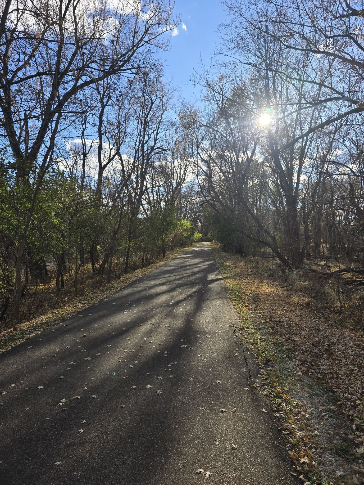 Paved path through bare trees with bright sun shining through the branches. - Millennium Park Outer Loop