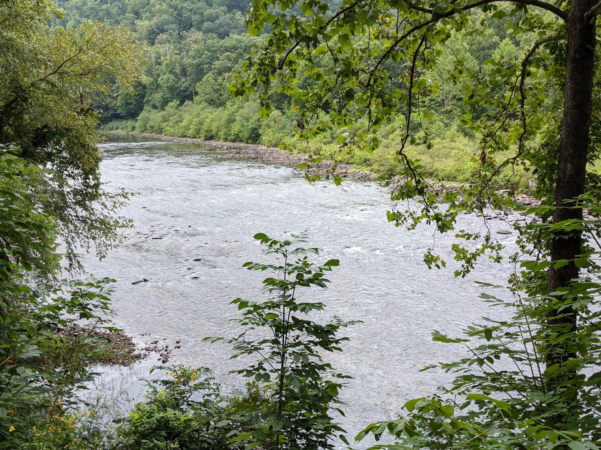 Wide river flowing through a dense green forest under diffused light. - Greenbrier River Trail