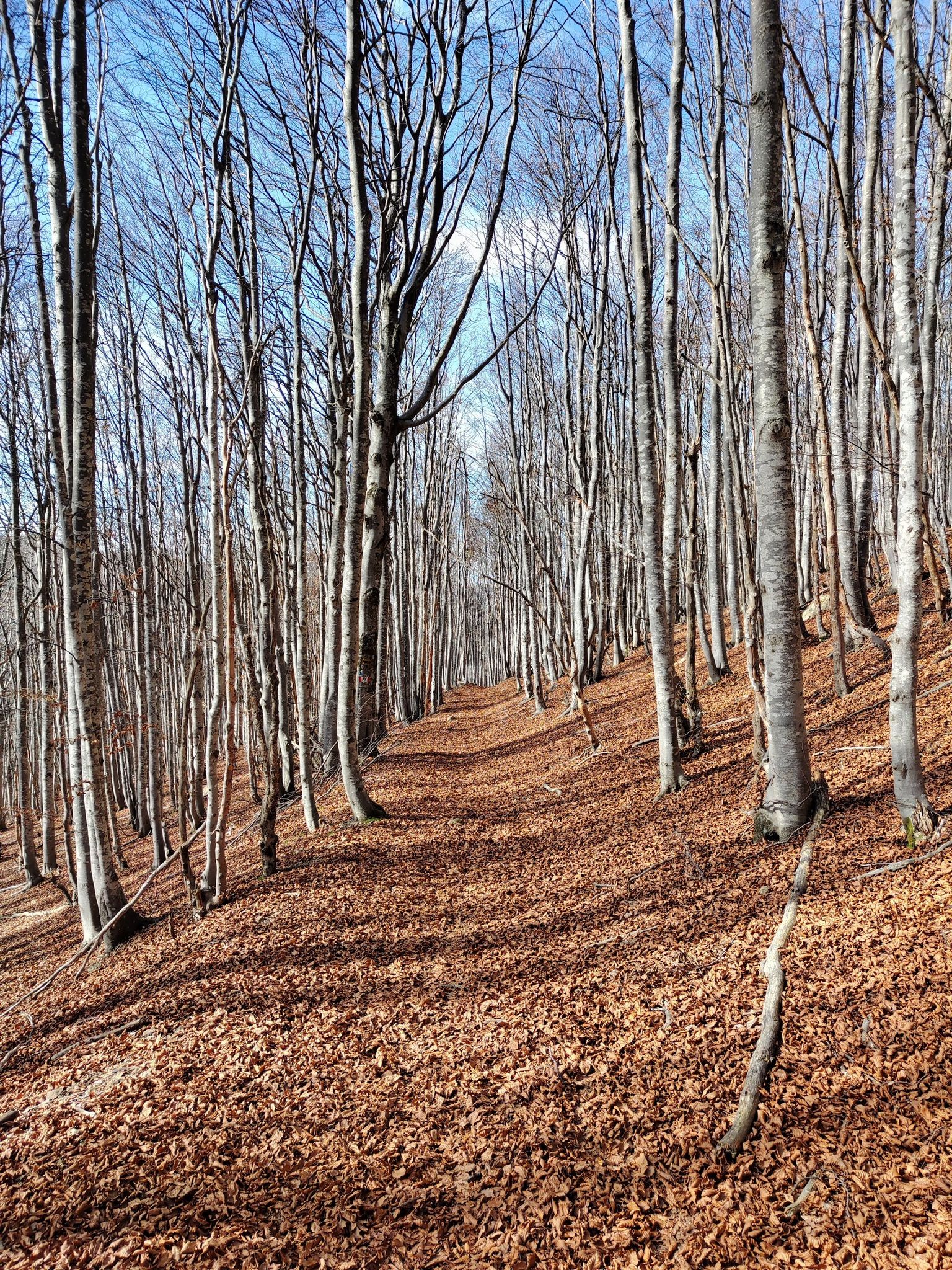 Foliage