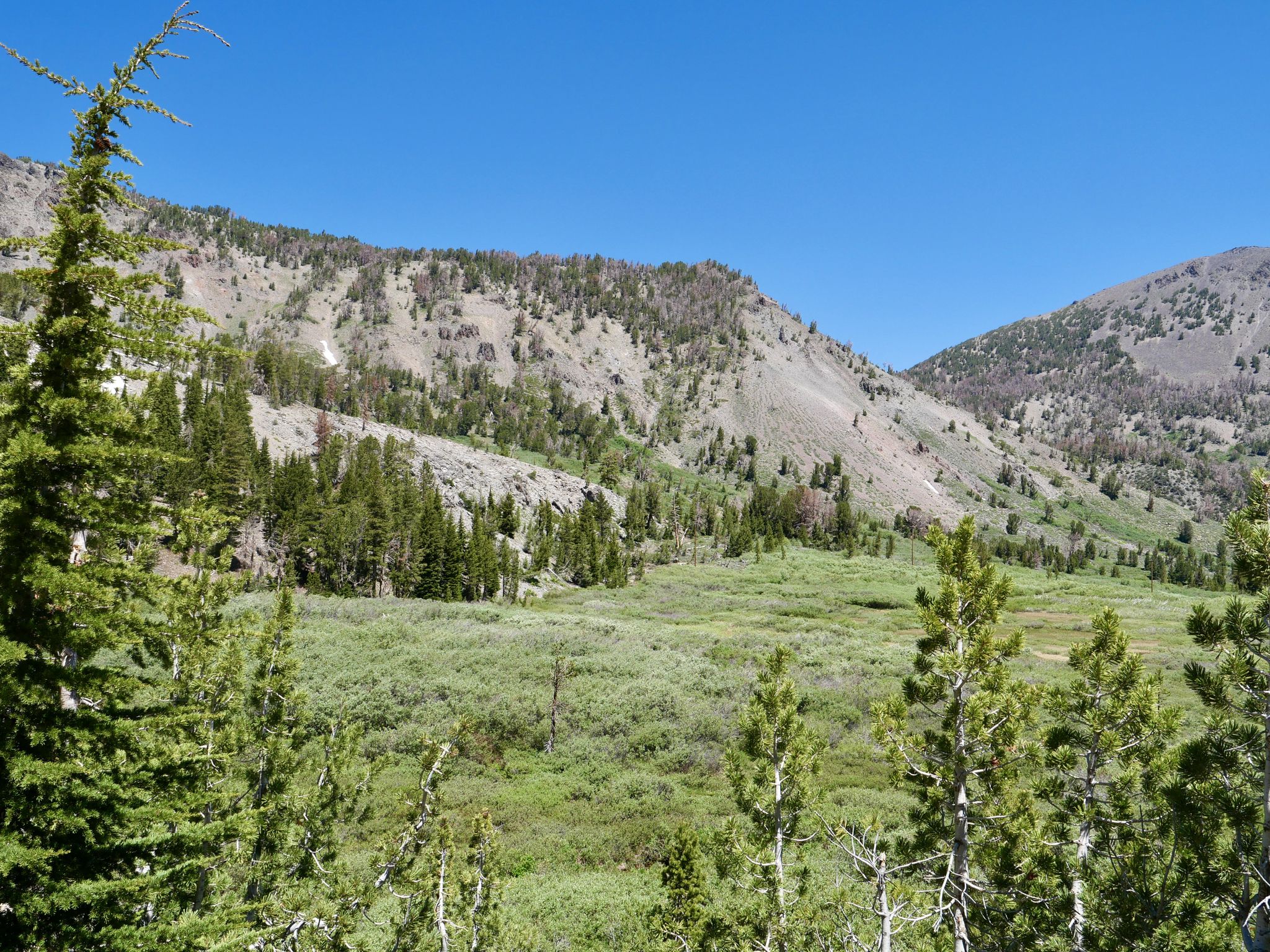 Green valley with scattered trees, surrounded by rocky mountains under blue sky. - Incline Village to Mt Rose Summit loop