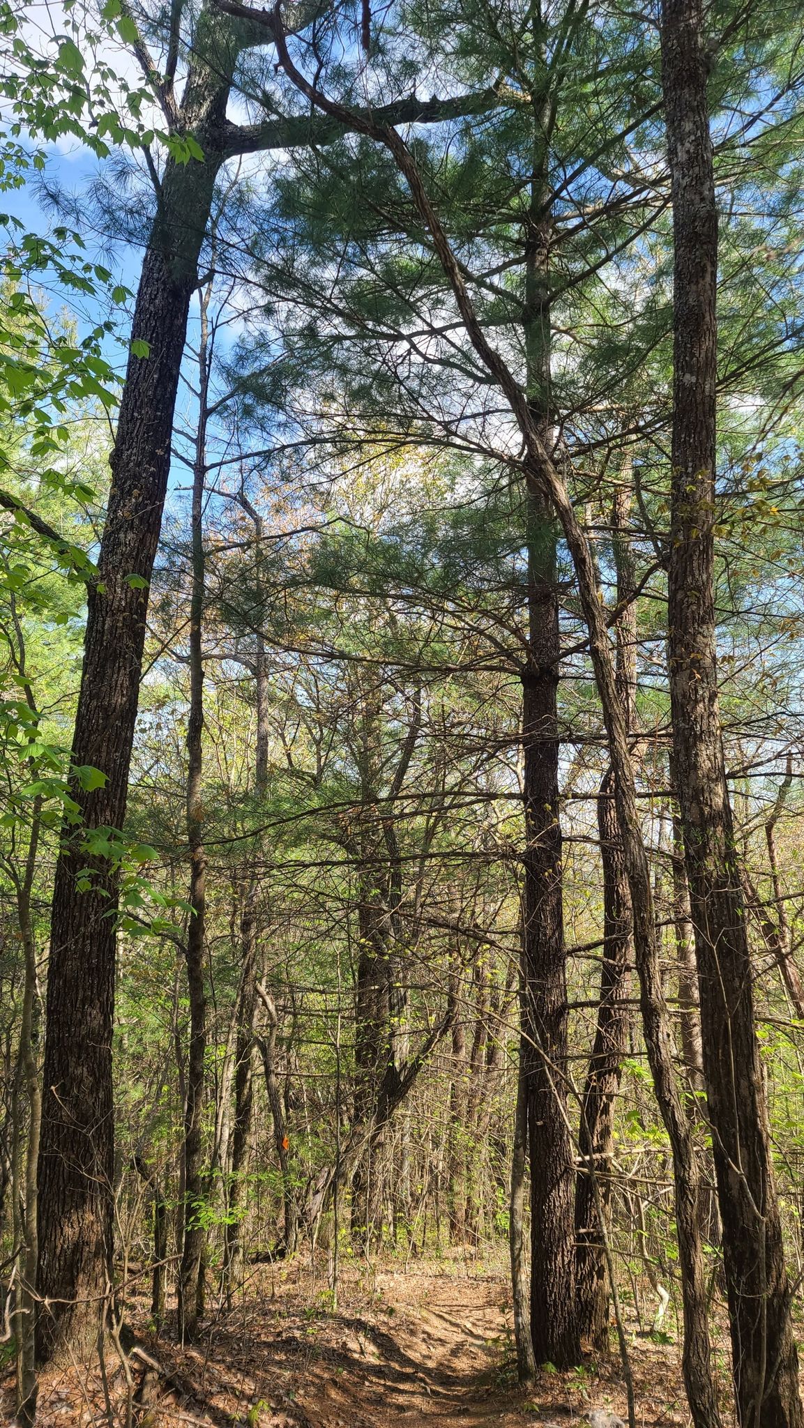 Tall trees with green foliage and bare branches in a sunlit forest. - Trail next to the Greasy Creek loop from Black Rock Mountain State Park