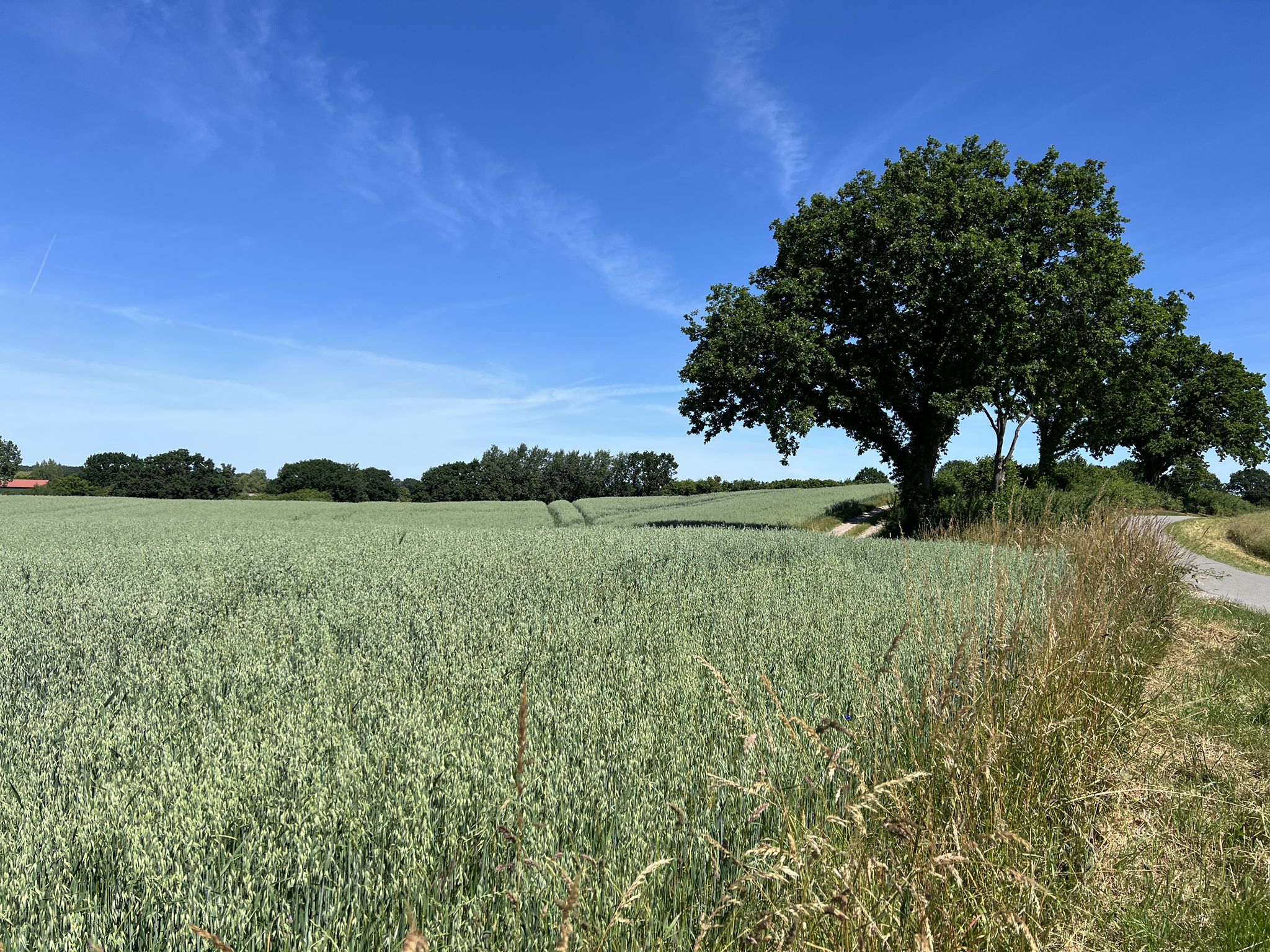 Haferfeld
