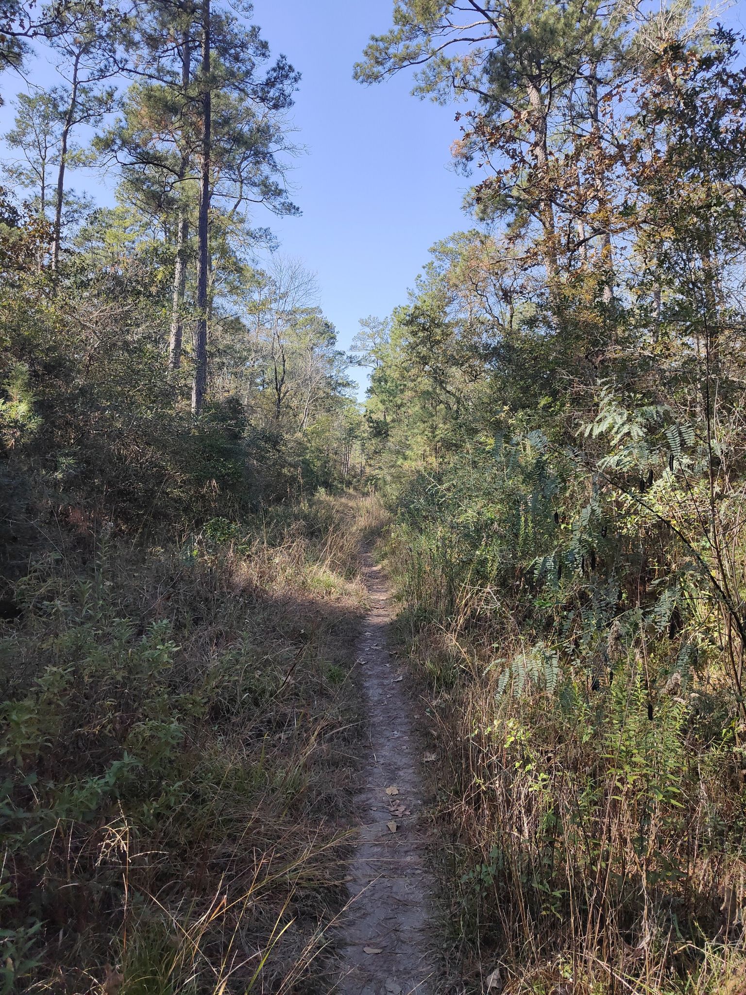 A narrow dirt path winds through a sunlit forest with tall pine trees. - Little Lake Creek Loop Trail