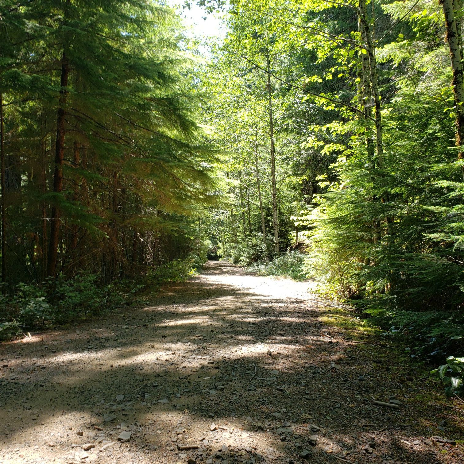 A sun-dappled dirt road winding through a dense green forest. - Alsea Falls Trail System – Advanced Loop