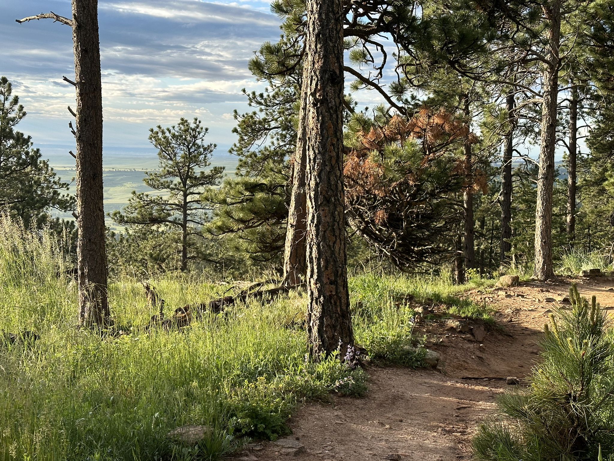 A dirt path through a pine forest, with a distant valley visible through trees. - Shanahan Ridge Trail