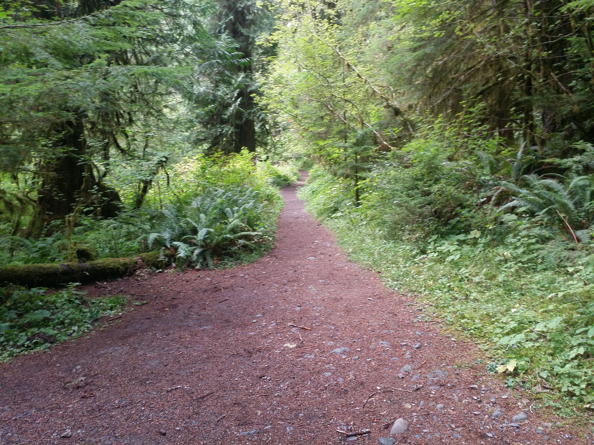 Dirt path winding through a dense, green forest with ferns and tall trees. - North Fork Skokomish River Trail