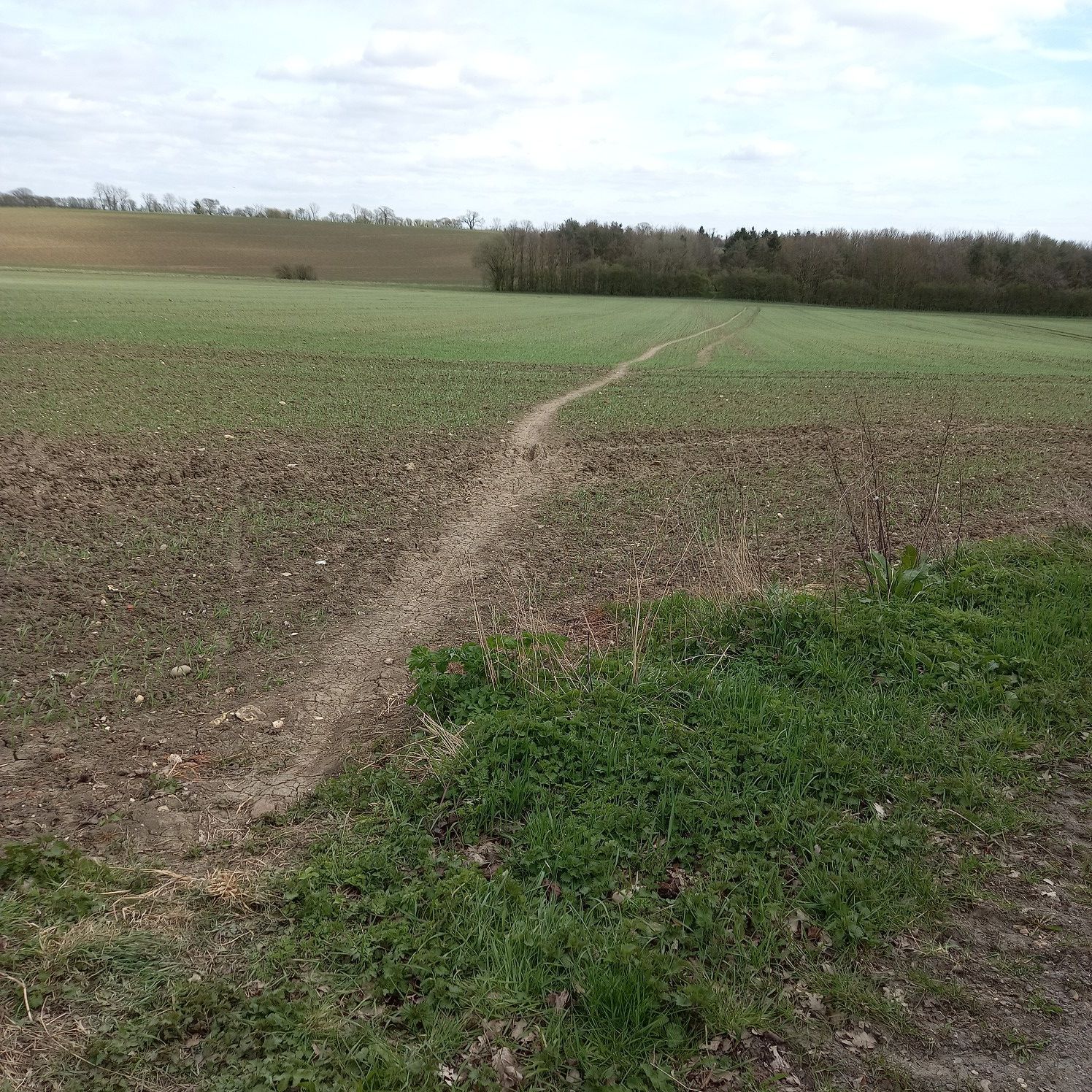 track through a fields to get to roman road from haverhill. The path is laided out with tire tracks