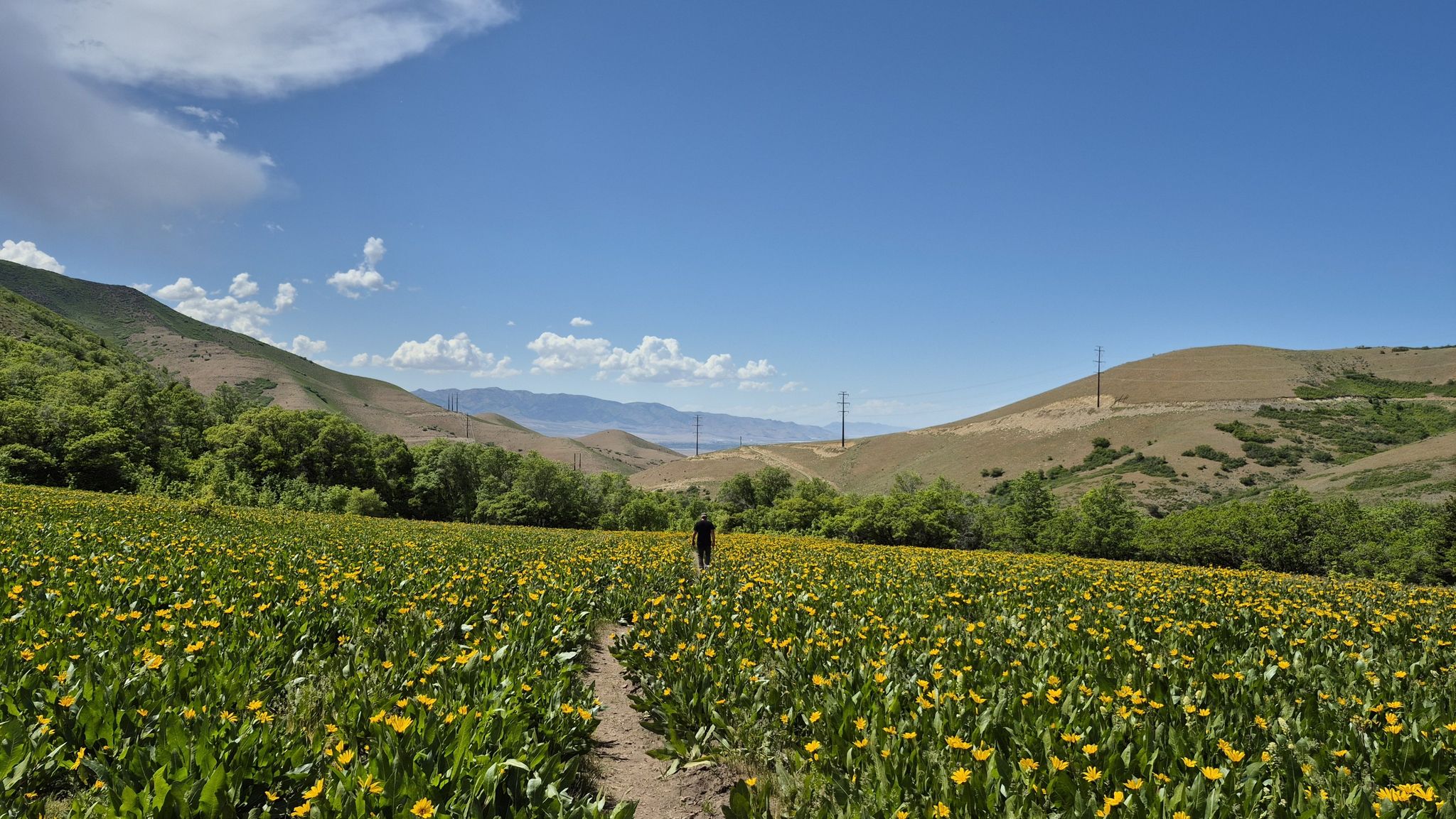 A person walks on a dirt path through a vibrant field of yellow flowers. - Bench and Bottom Trail Loop